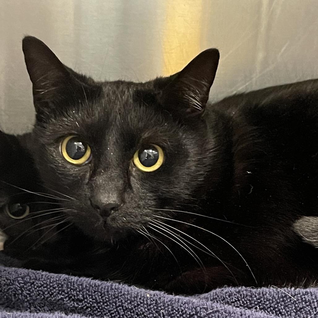 Elvira, a Adoptable American Shorthair in Tulsa, OK image 1/2