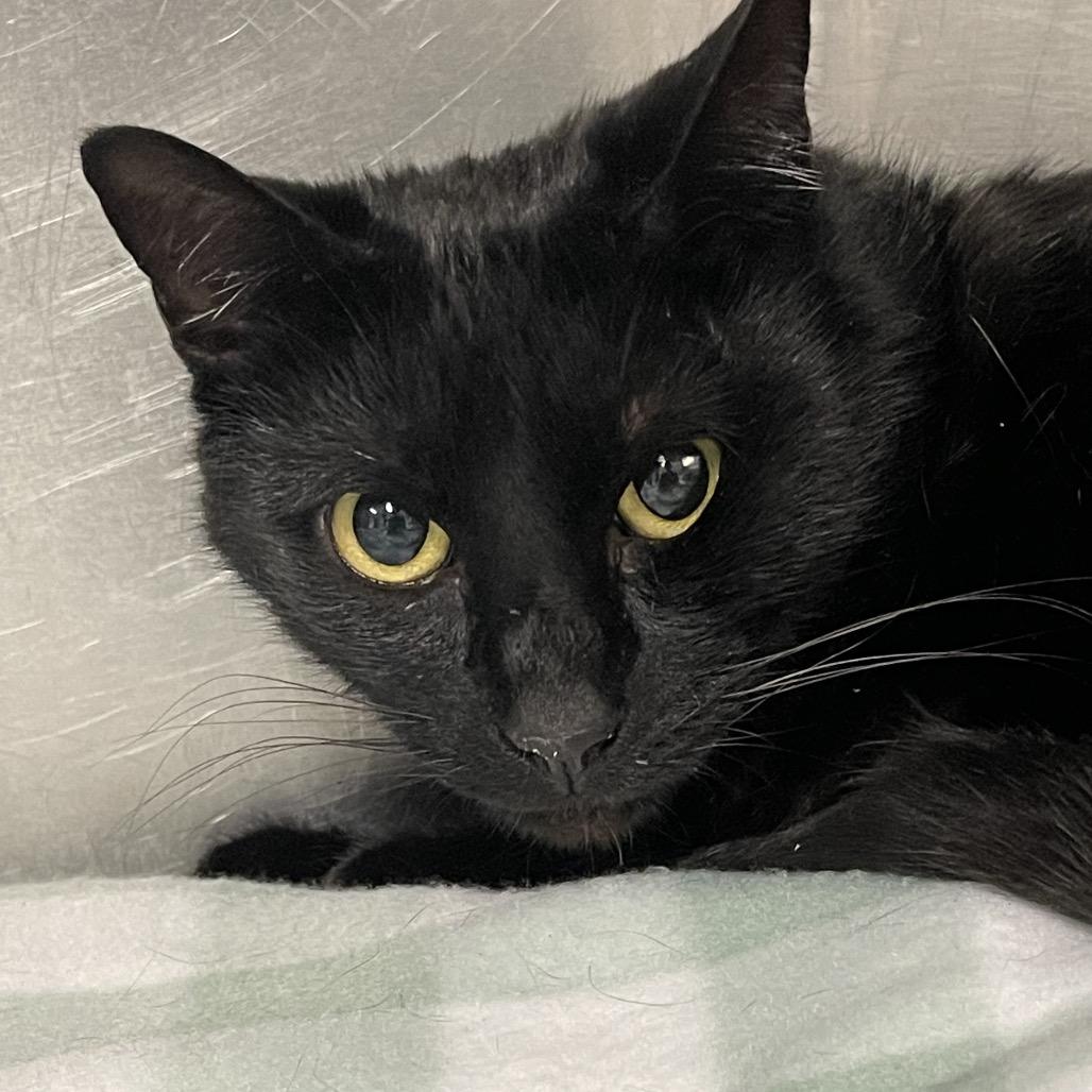 Elvira, a Adoptable American Shorthair in Tulsa, OK image 2/2