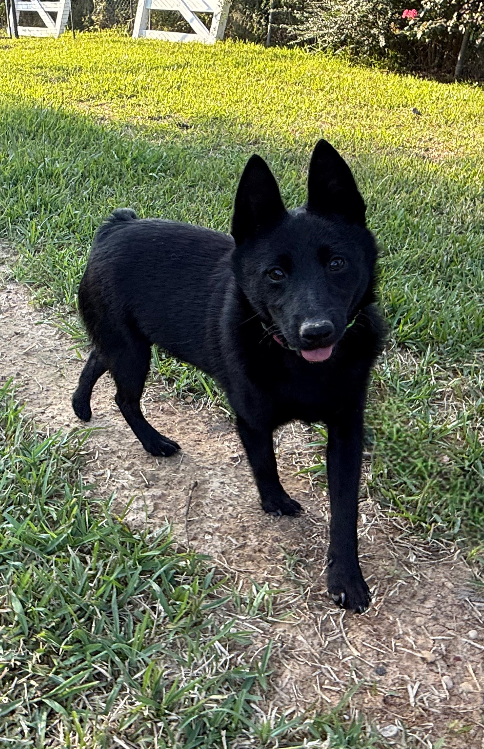 Enlarge Kip, a Adopted Schipperke in Weatherford, TX image 1/2