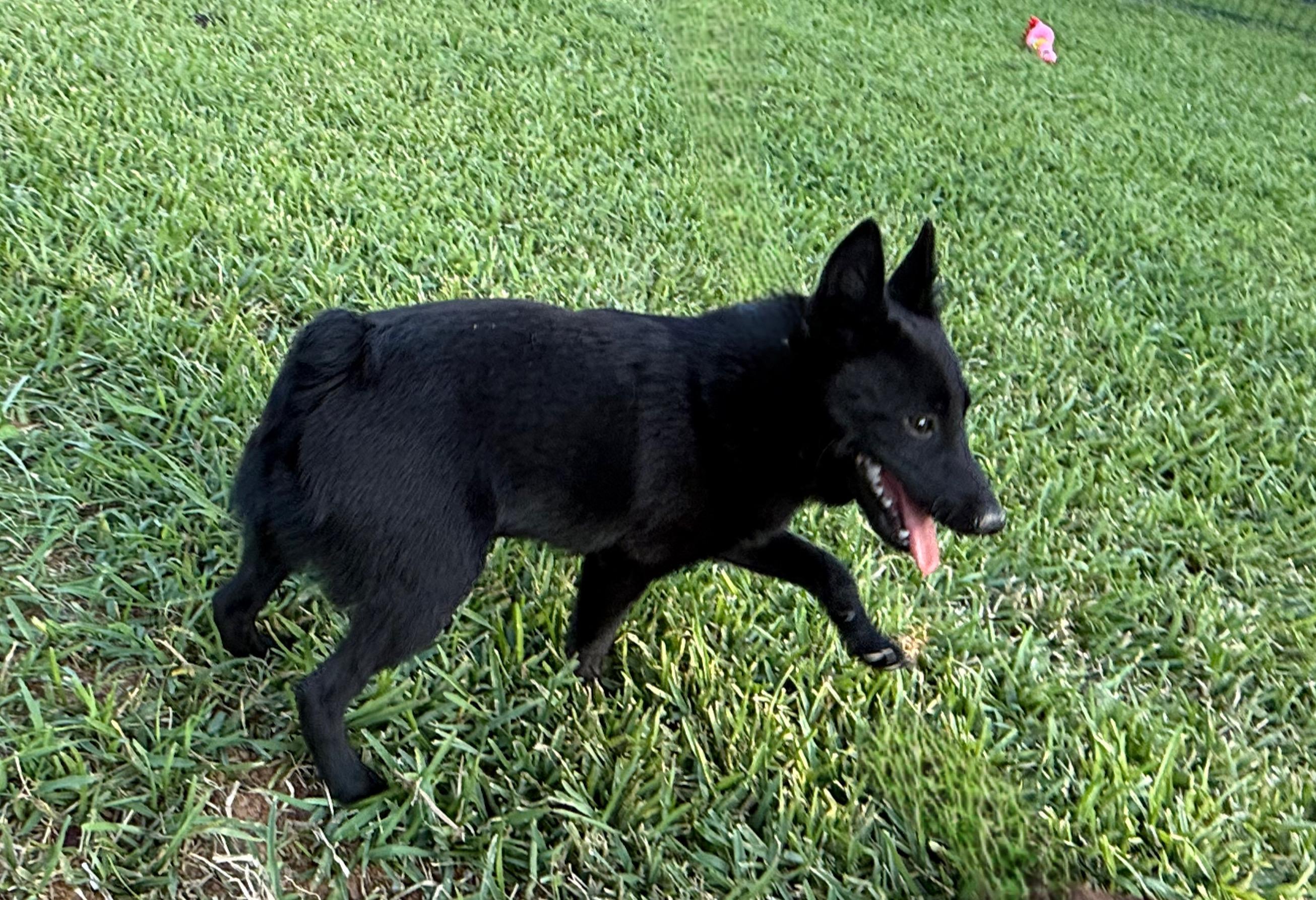 Kip, an adoptable Schipperke in Weatherford, TX, 76087 | Photo Image 2