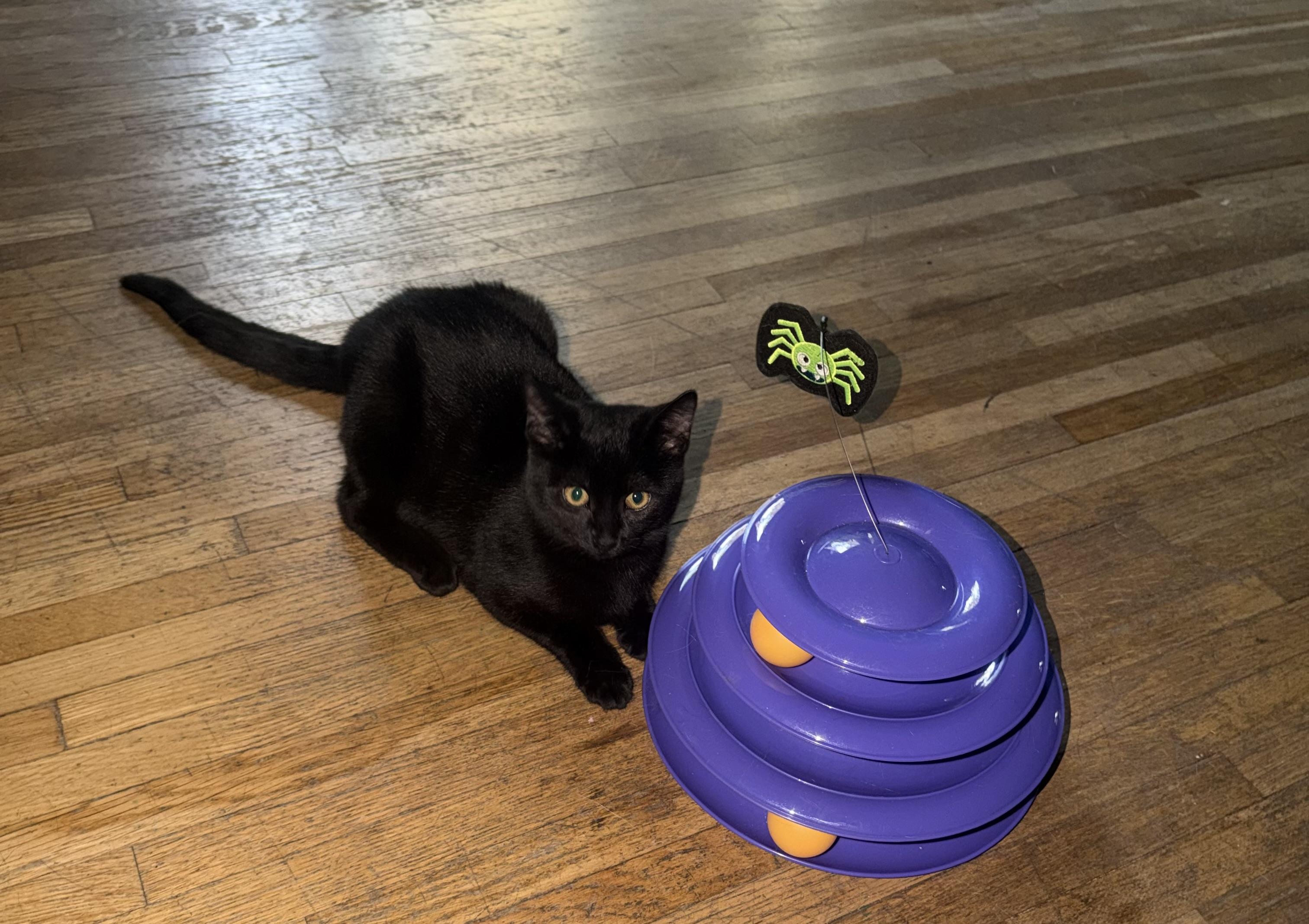 Lovey Asparagus, an adoptable Domestic Short Hair in Kearney, NE, 68845 | Photo Image 2