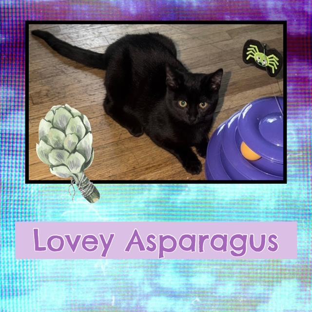Lovey Asparagus, an adoptable Domestic Short Hair in Kearney, NE, 68845 | Photo Image 3