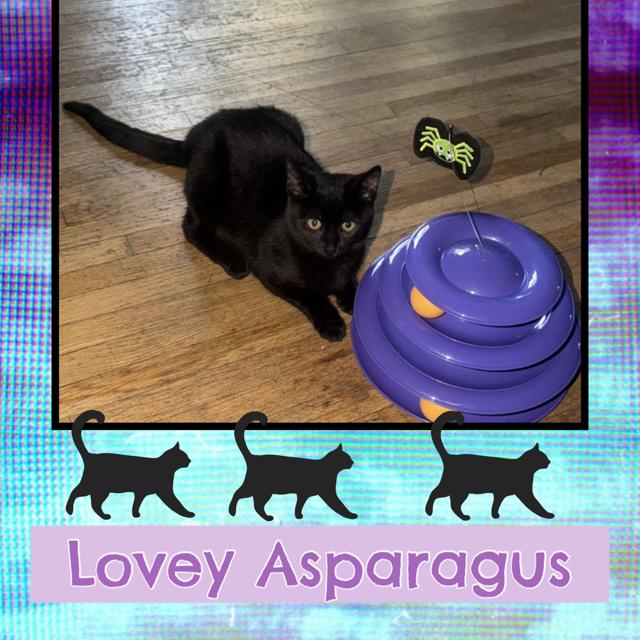 Lovey Asparagus, an adoptable Domestic Short Hair in Kearney, NE, 68845 | Photo Image 1