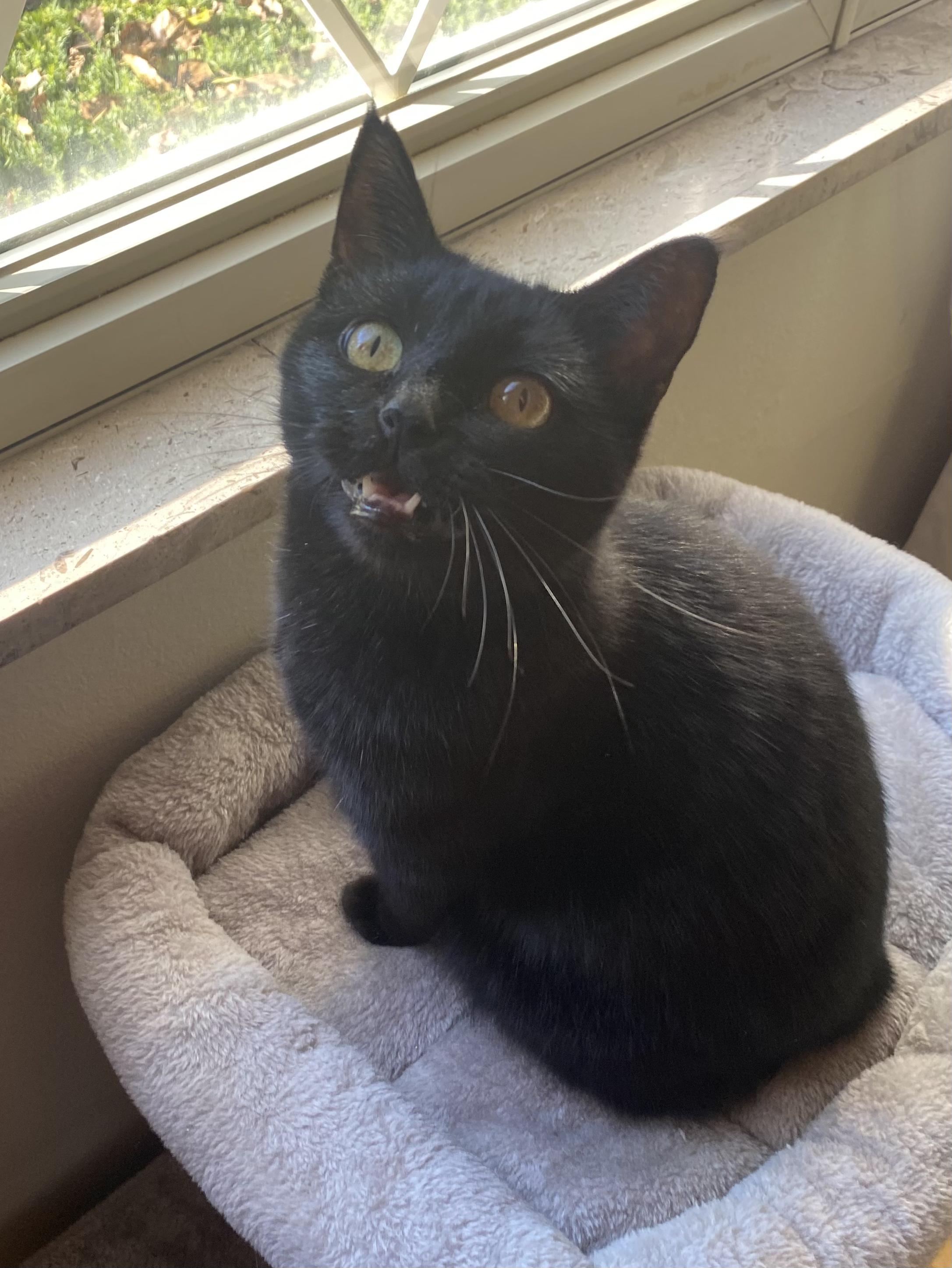 Carmilla, a Adoptable Domestic Short Hair in Columbus, OH image 1/6