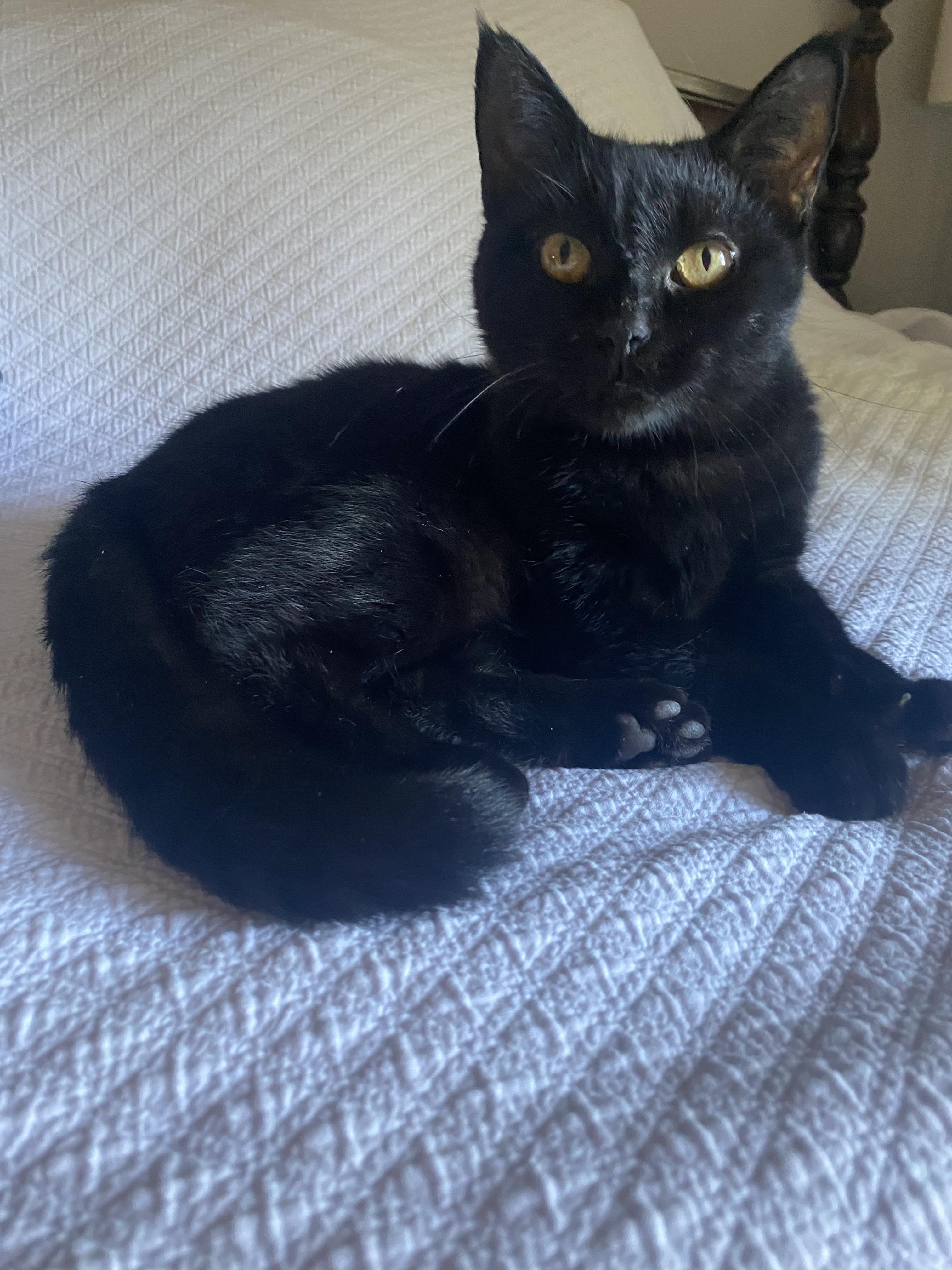 Carmilla, a Adoptable Domestic Short Hair in Columbus, OH image 2/6