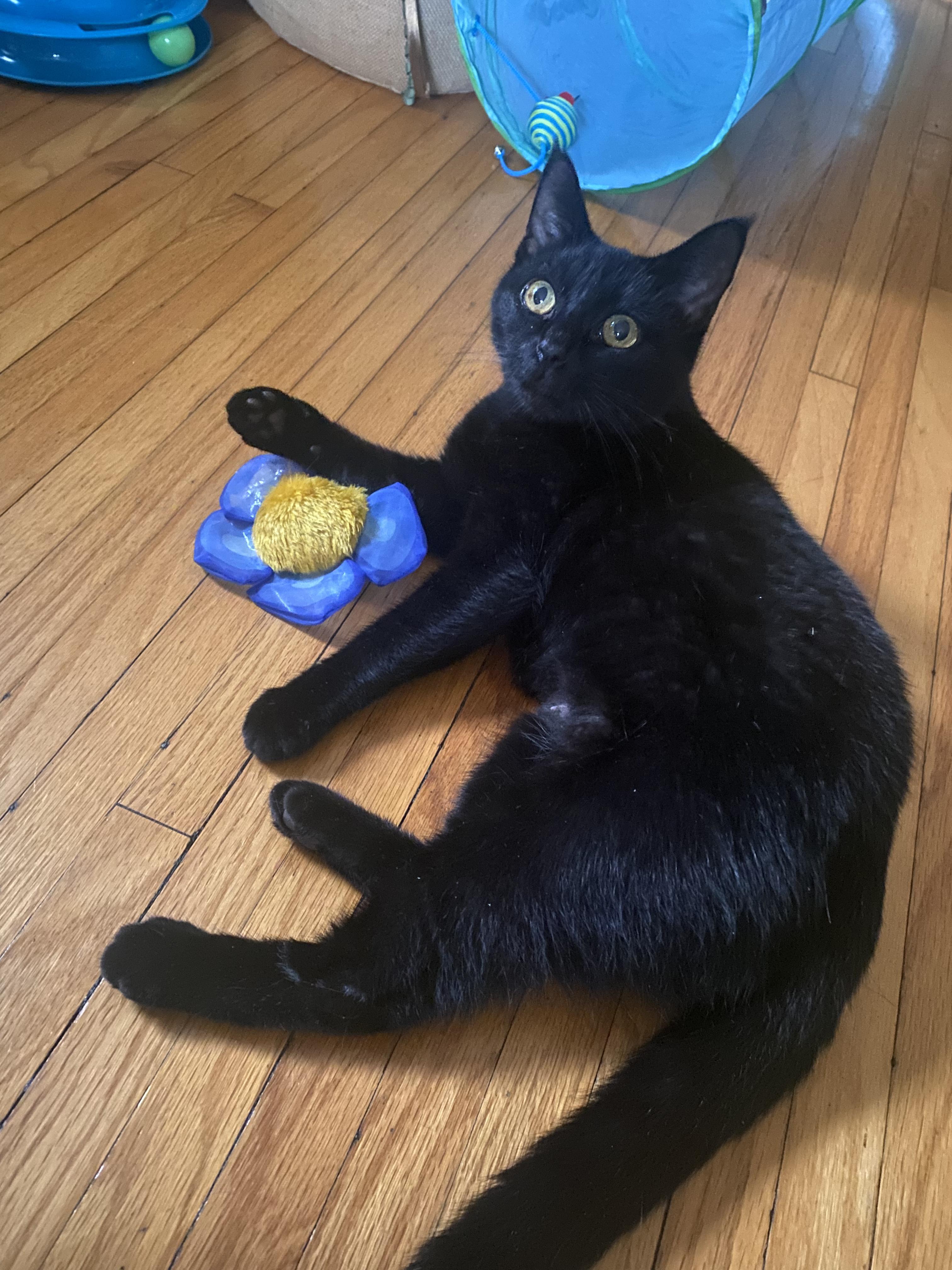 Carmilla, a Adoptable Domestic Short Hair in Columbus, OH image 3/6