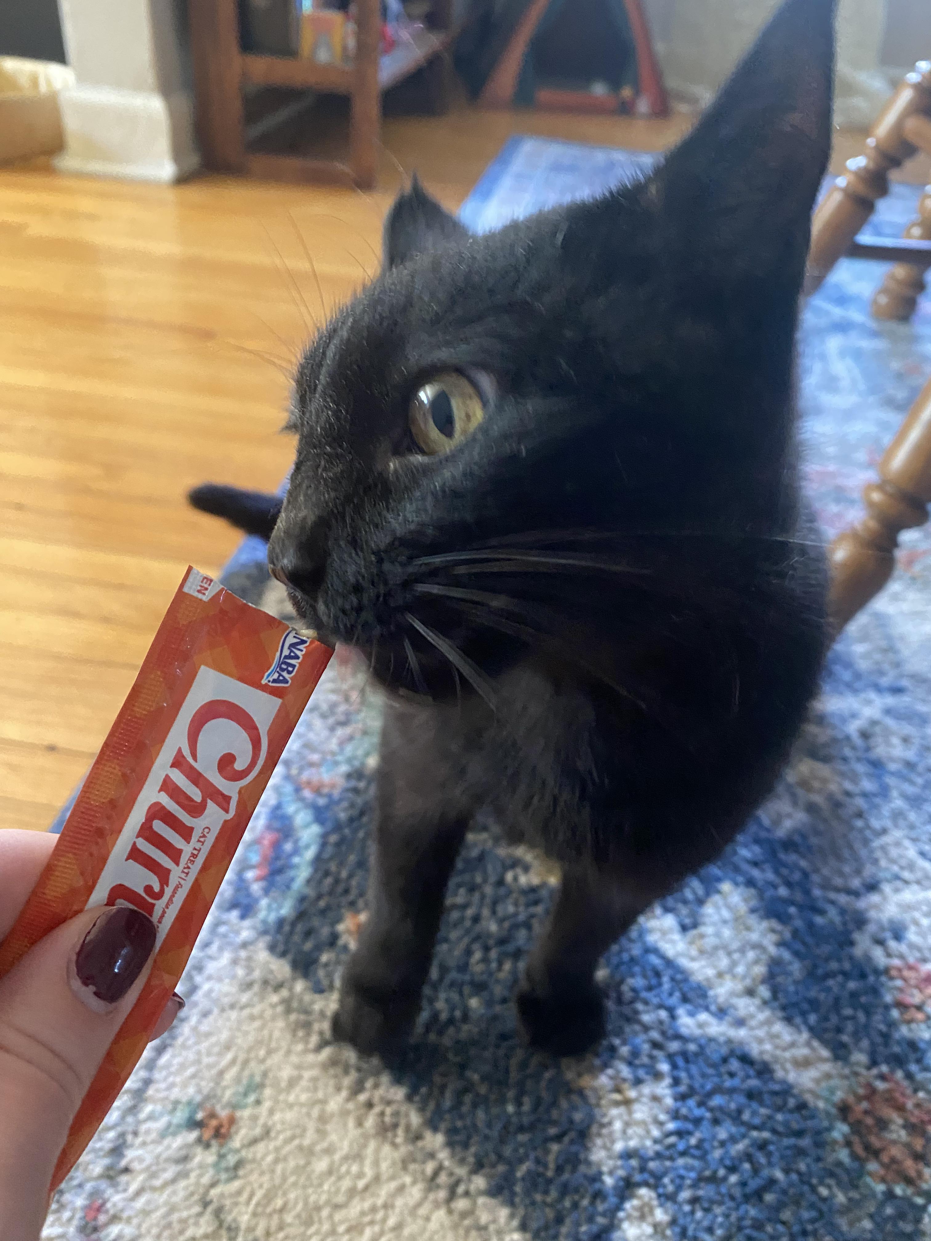 Carmilla, a Adoptable Domestic Short Hair in Columbus, OH image 6/6