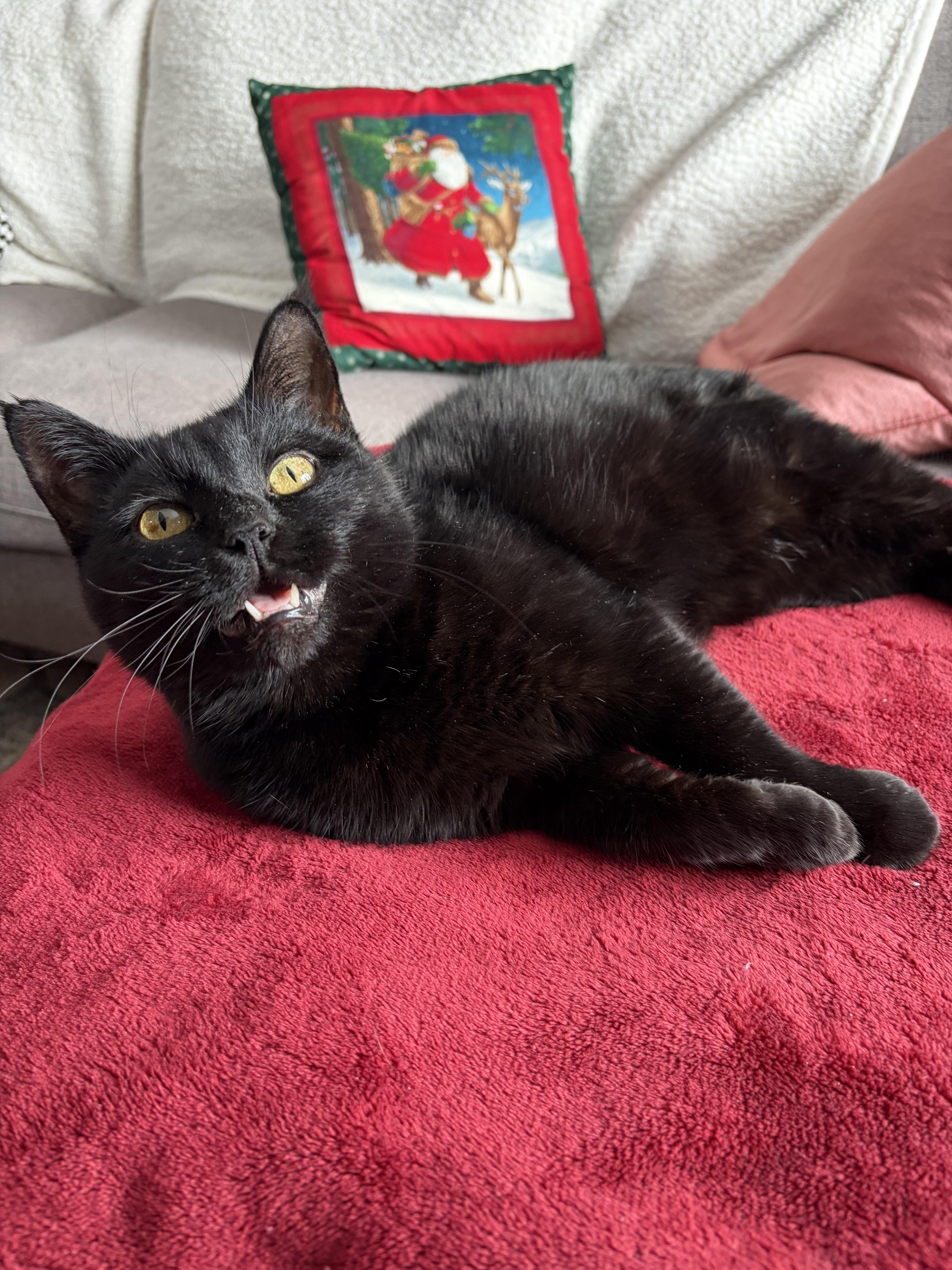 Carmilla, Adoptable, Adult Female Domestic Short Hair.