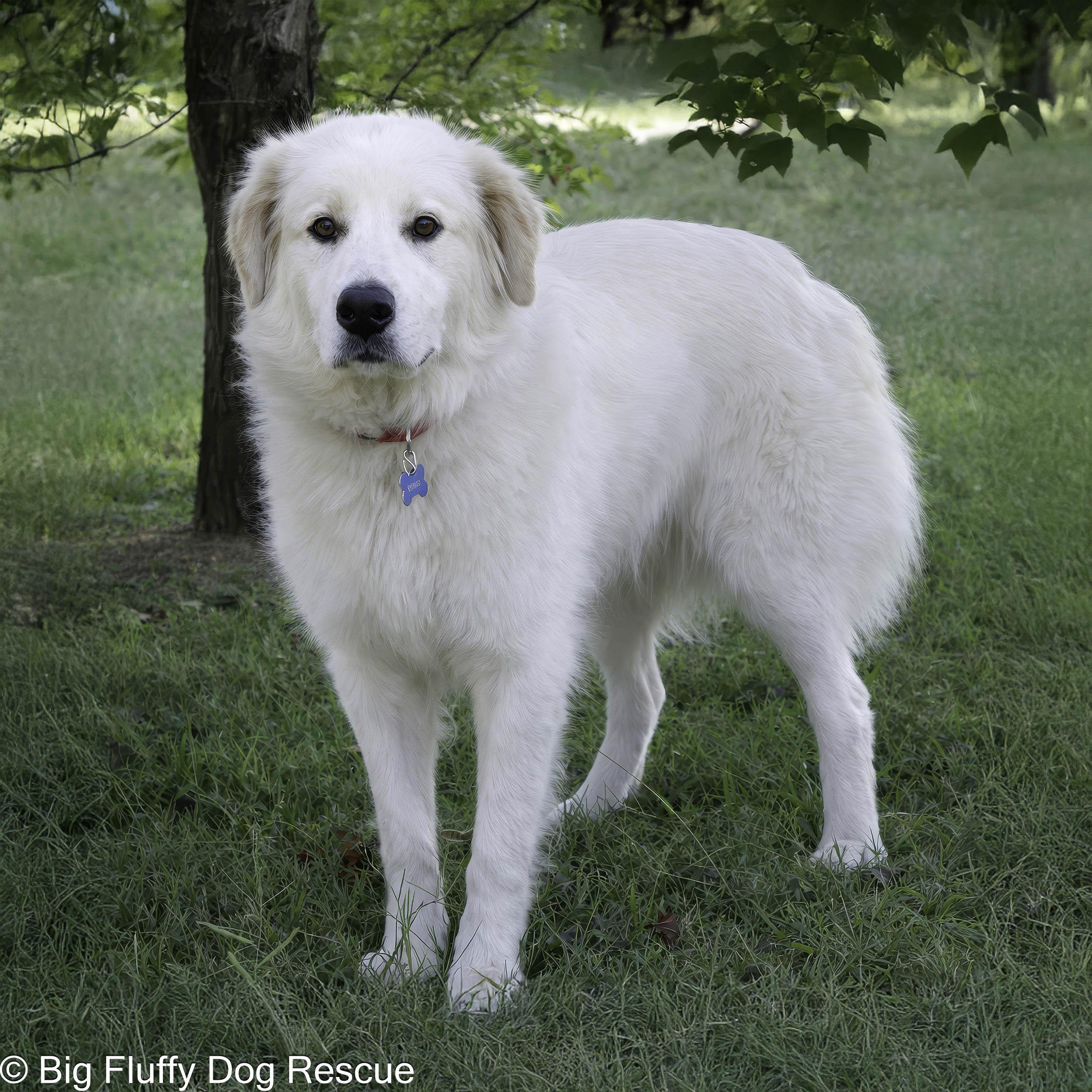 Zinnia — thumbnail 3