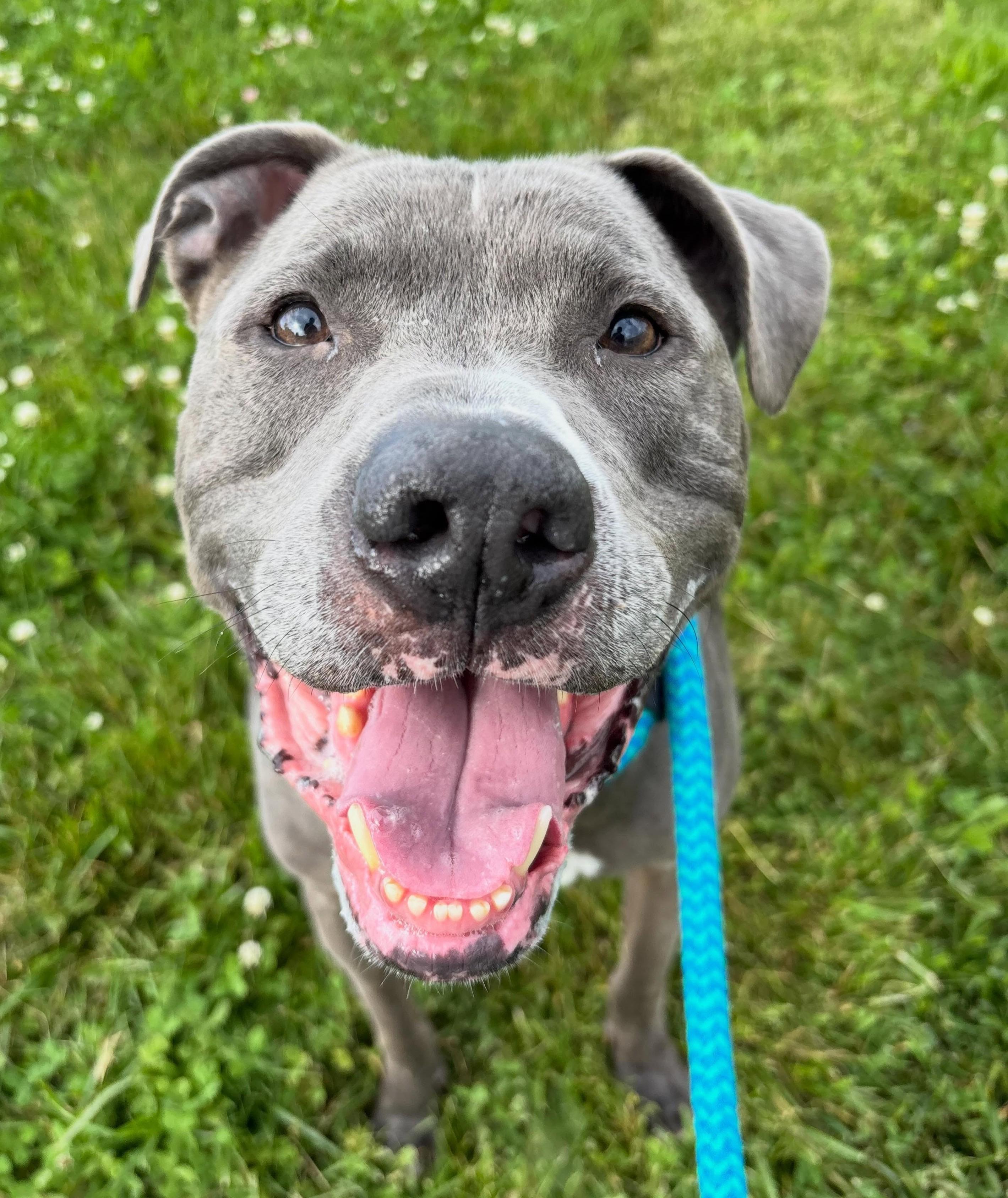 Enlarge DeeJay , a Adoptable Mixed Breed in Youngstown, OH image 5/6