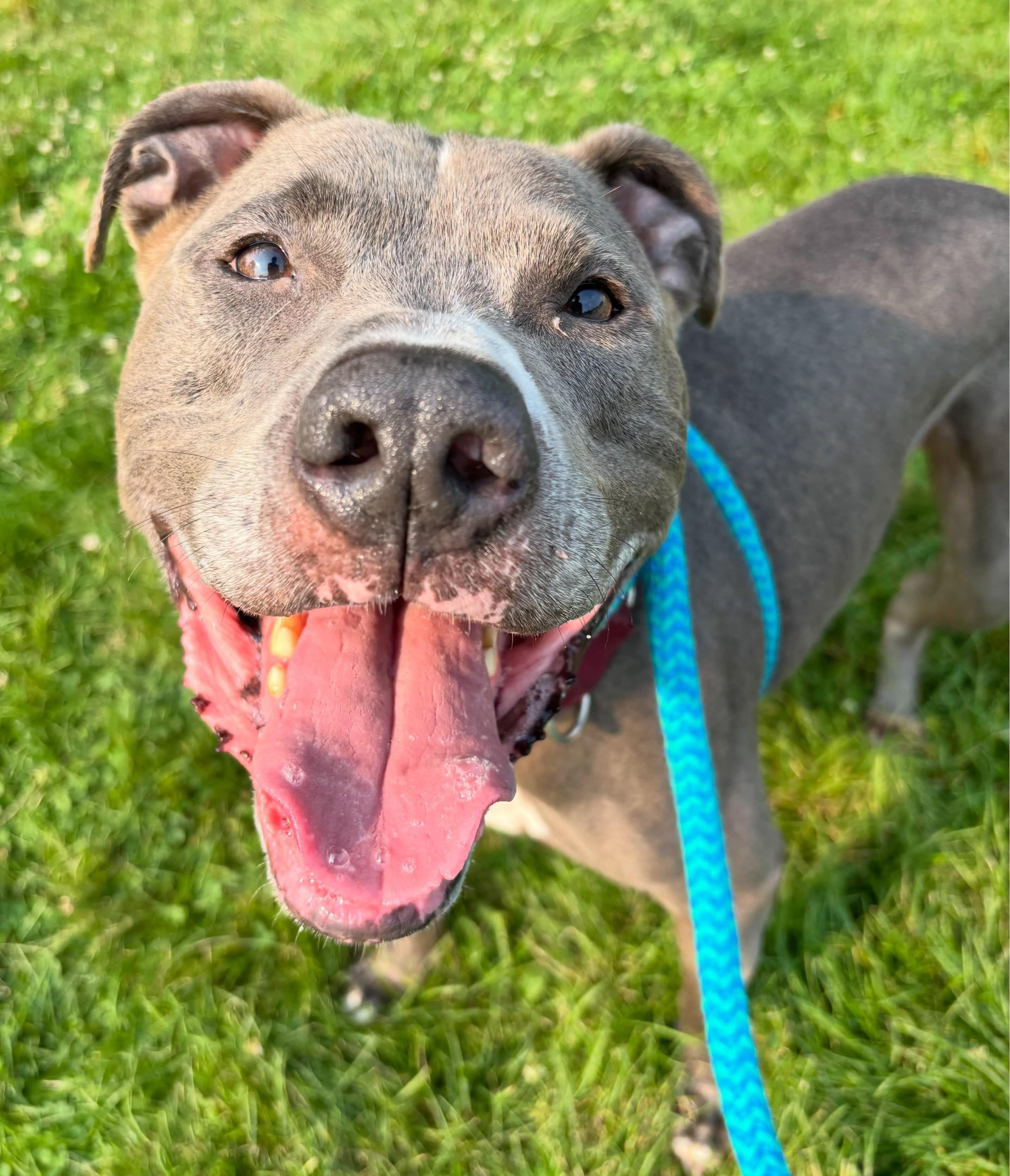 Enlarge DeeJay , a Adoptable Mixed Breed in Youngstown, OH image 3/6