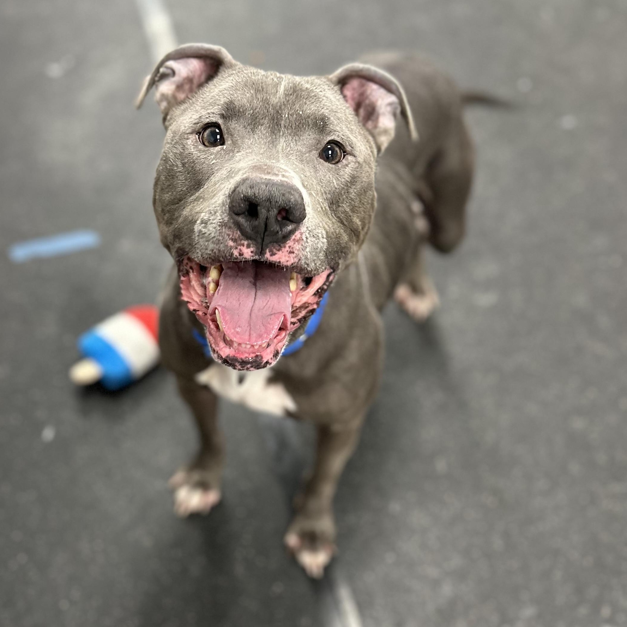 Enlarge DeeJay , a Adoptable Mixed Breed in Youngstown, OH image 6/6