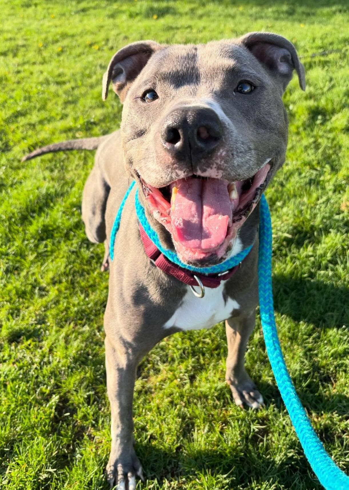 Enlarge DeeJay , a Adoptable Mixed Breed in Youngstown, OH image 2/6