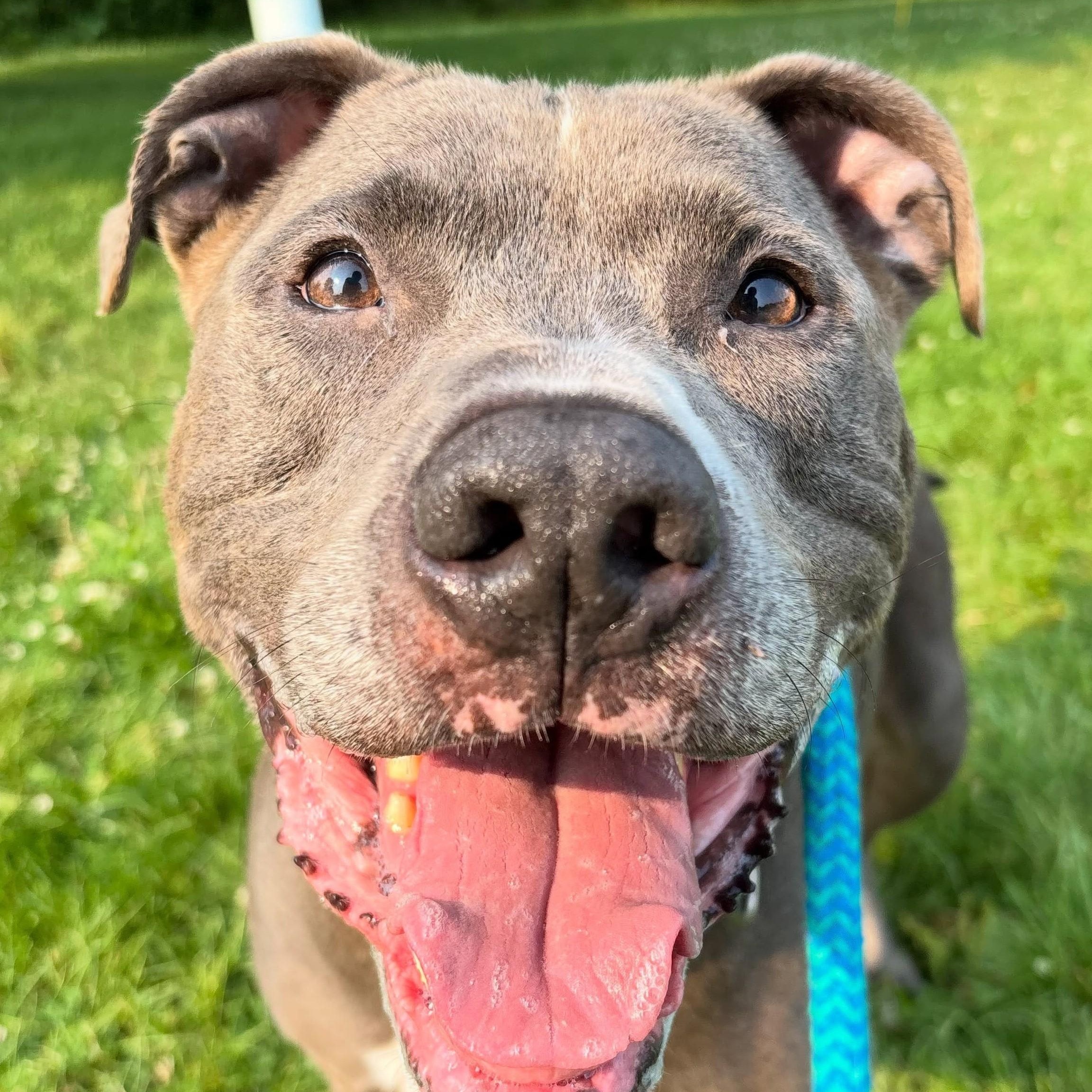 DeeJay , Adoptable, Adult Male Mixed Breed.