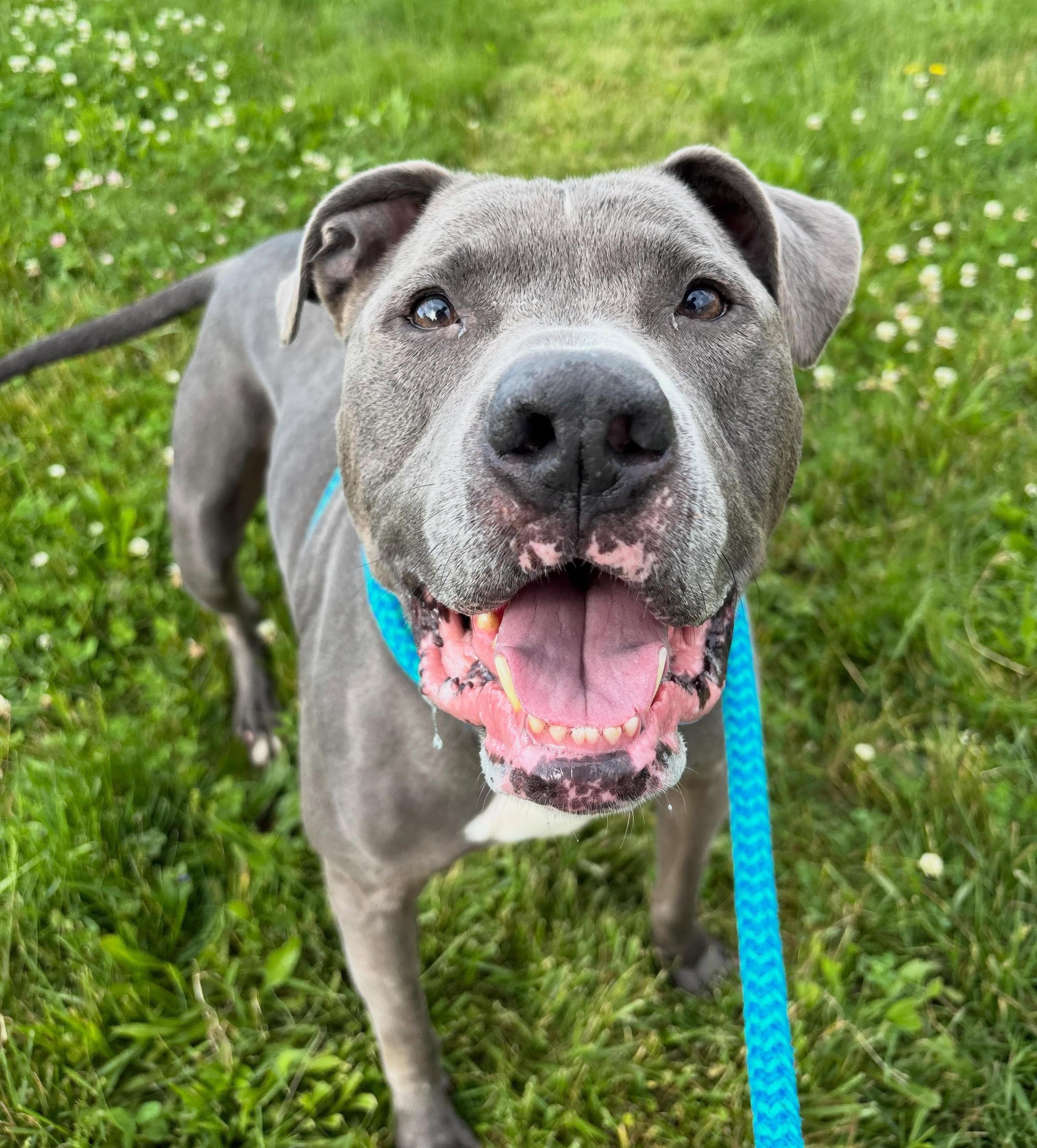 Enlarge DeeJay , a Adoptable Mixed Breed in Youngstown, OH image 4/6