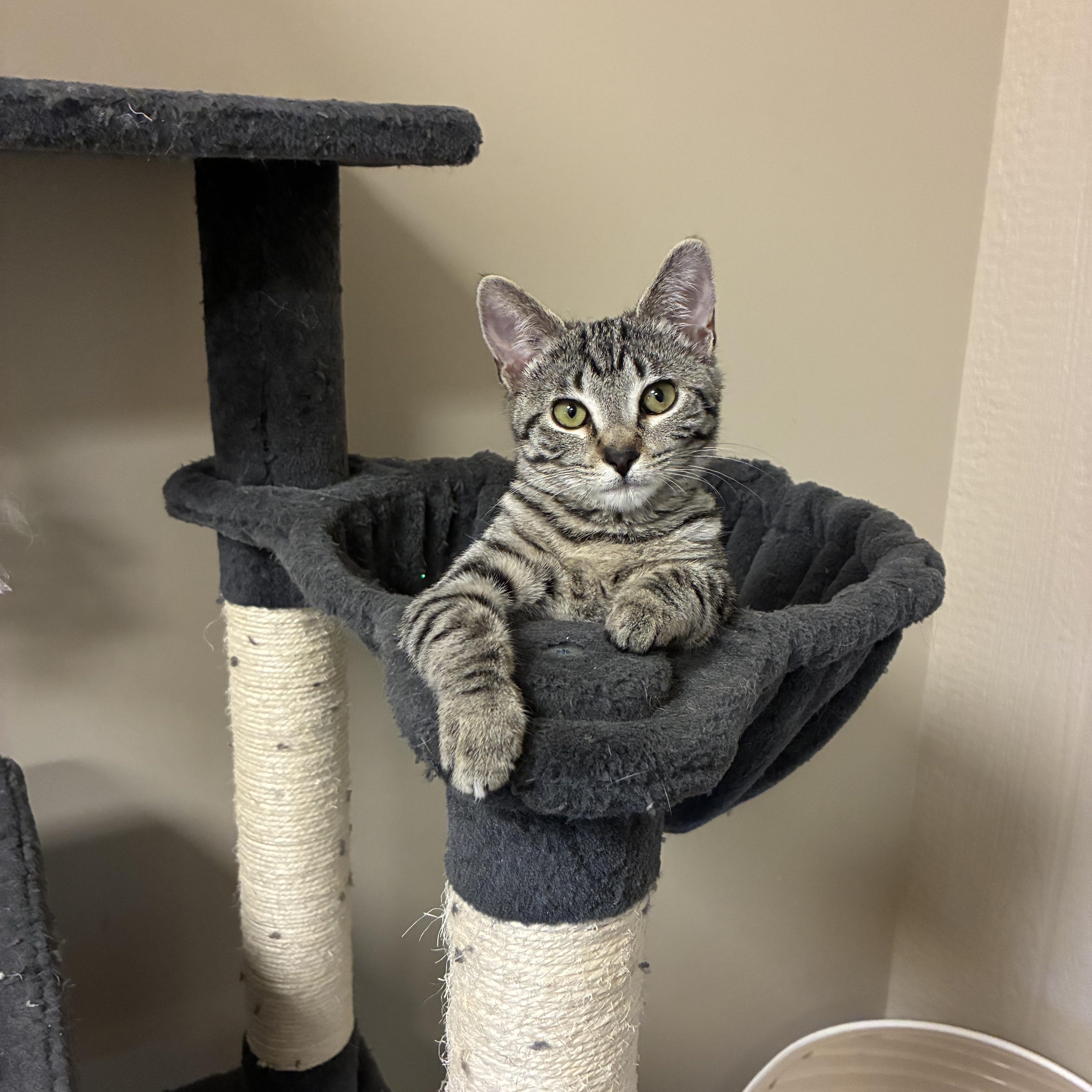 Earl, ADOPTABLE, Kitten Male Domestic Short Hair.