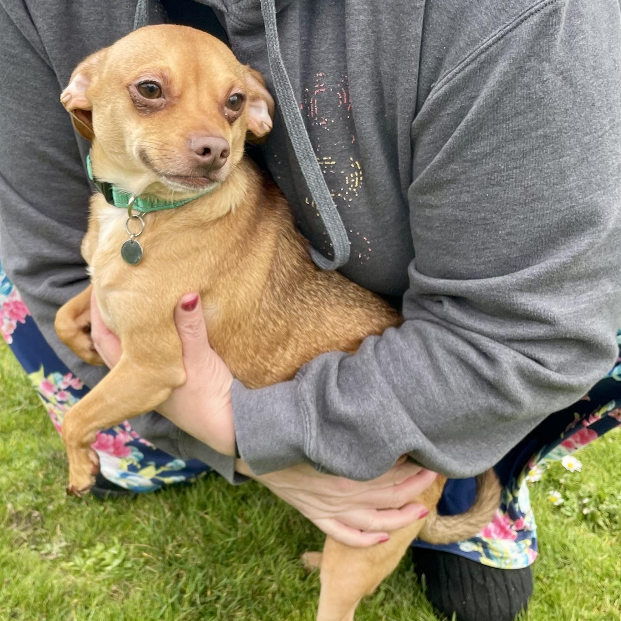 Best Buddy , an adopted mixed breed in Salem, OR image 1/6