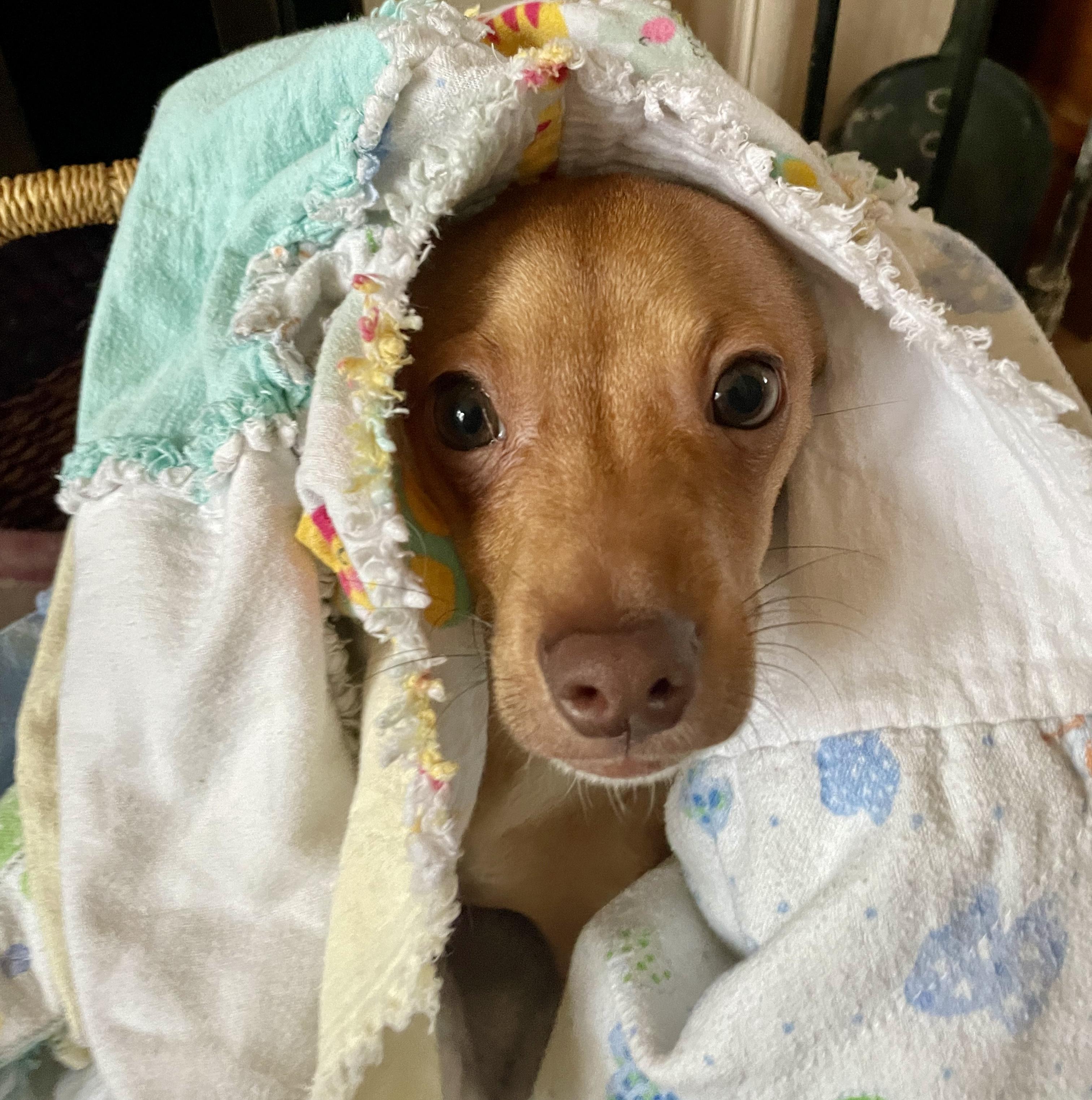 Best Buddy , an adopted mixed breed in Salem, OR image 2/6