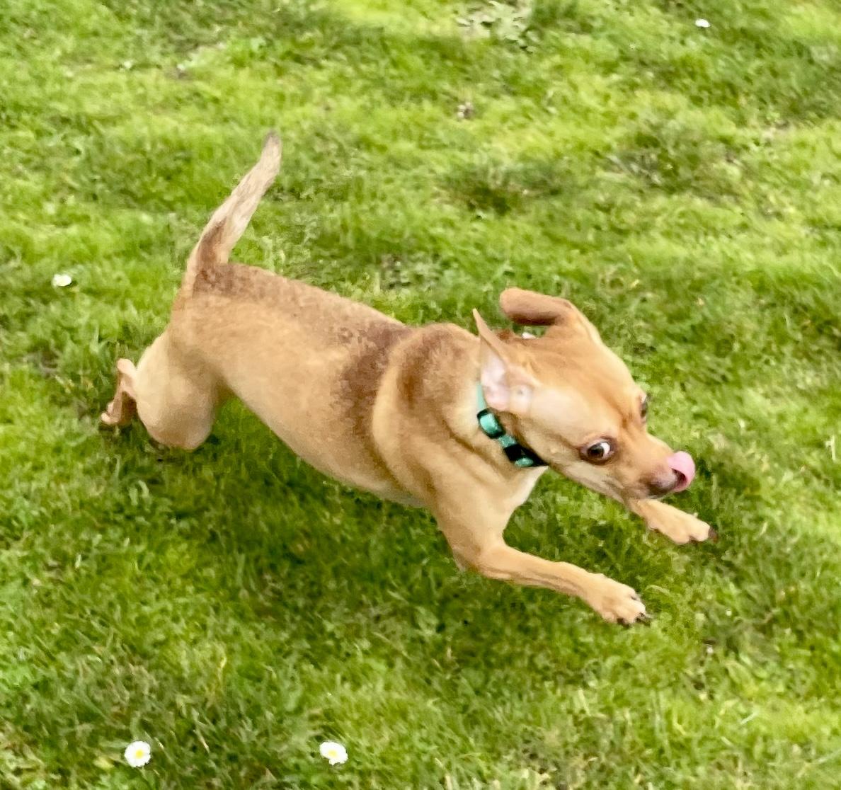 Best Buddy , an adopted mixed breed in Salem, OR image 4/6