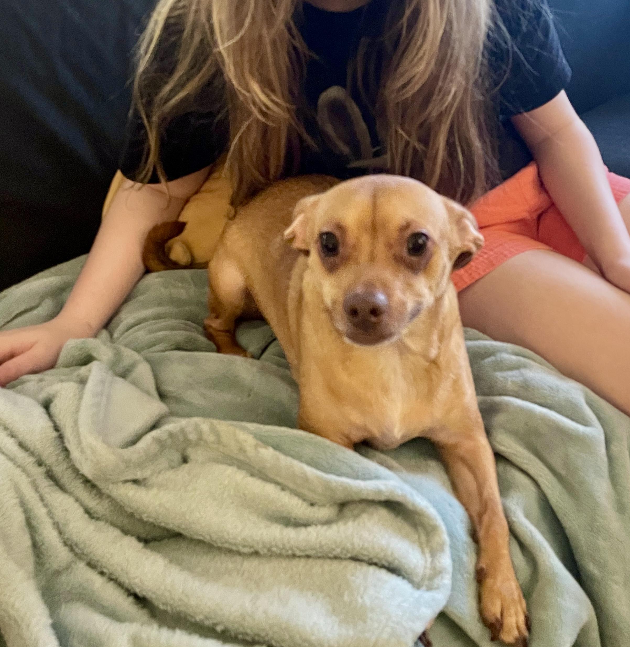 Best Buddy , an adopted mixed breed in Salem, OR image 5/6