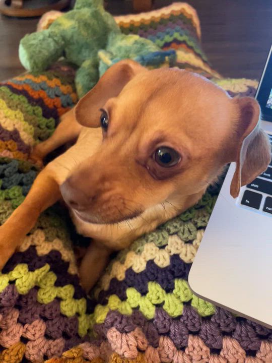 Enlarge Best Buddy , an adopted mixed breed in Salem, OR video 6/6