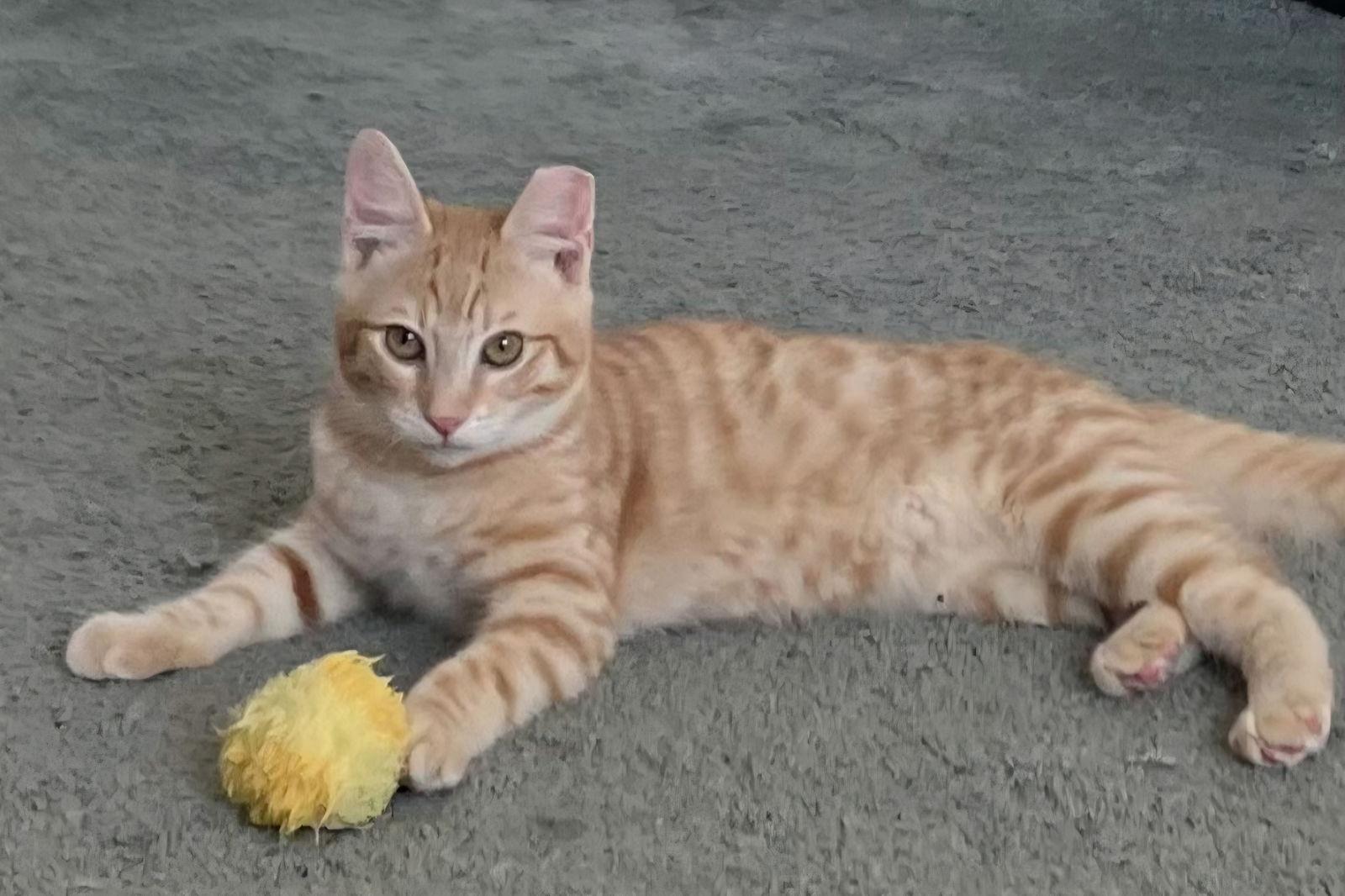 Simba, Adoptable, Young Male Domestic Short Hair & Tabby.