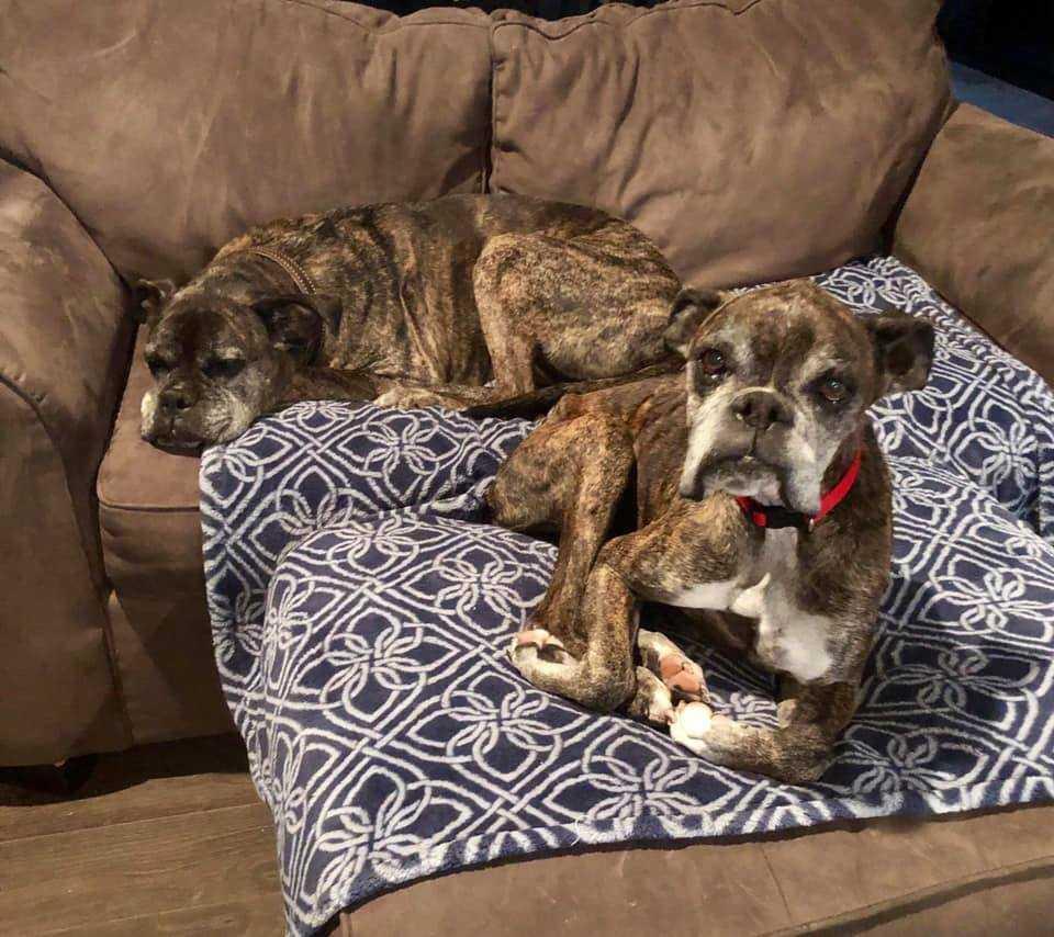 Harvey, Adopted, Senior Male Boxer.