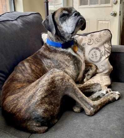 Harvey, Adopted, Senior Male Boxer.