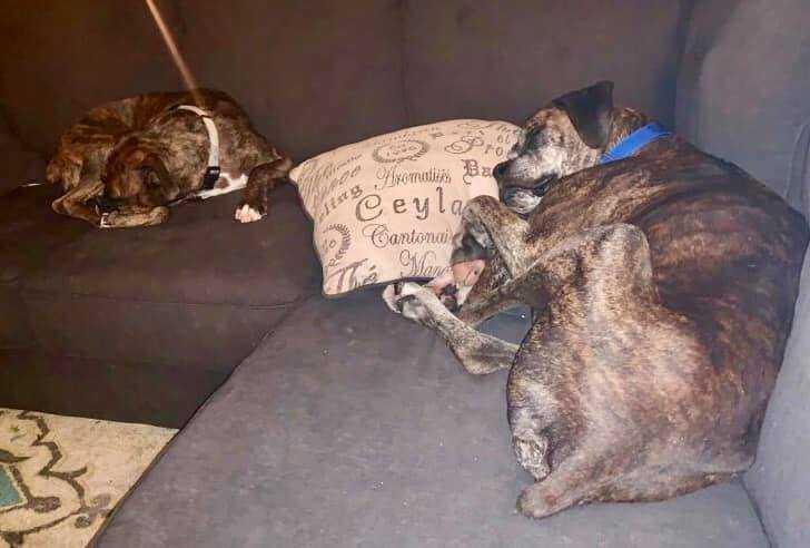 Enlarge Harvey, a Adopted Boxer in Dallas, TX image 4/4