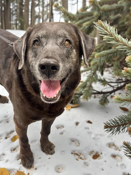 Enlarge Rocko, a Adoptable mixed breed in Gwinn, MI image 1/1