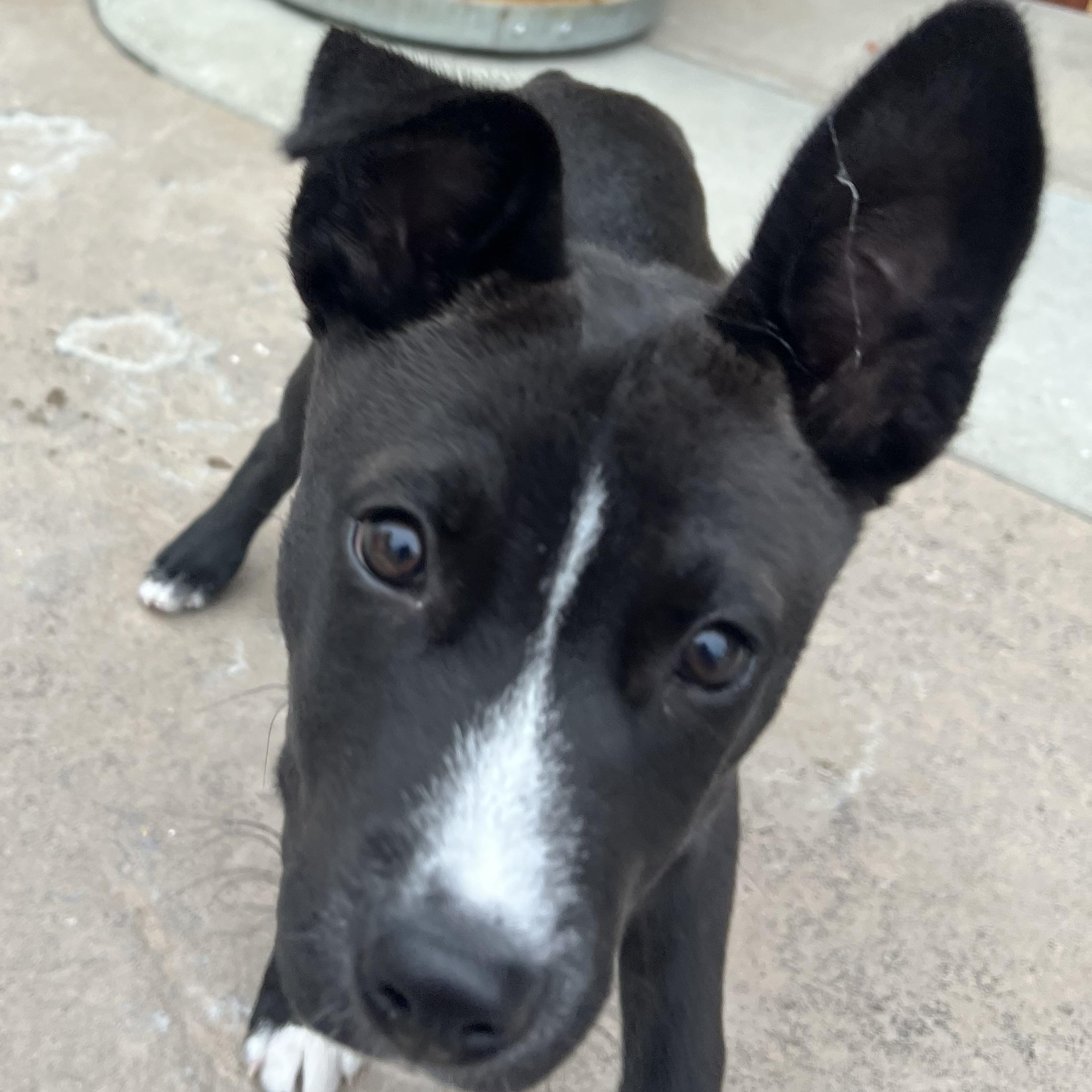 Enlarge Tito, an adopted mixed breed in Rocklin, CA image 4/5