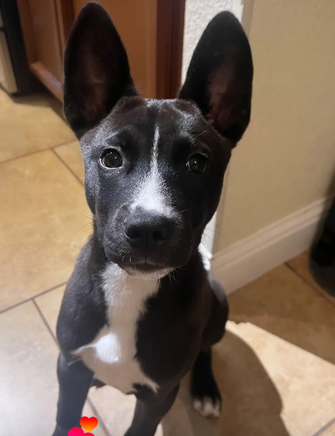 Enlarge Tito, an adopted mixed breed in Rocklin, CA image 2/5