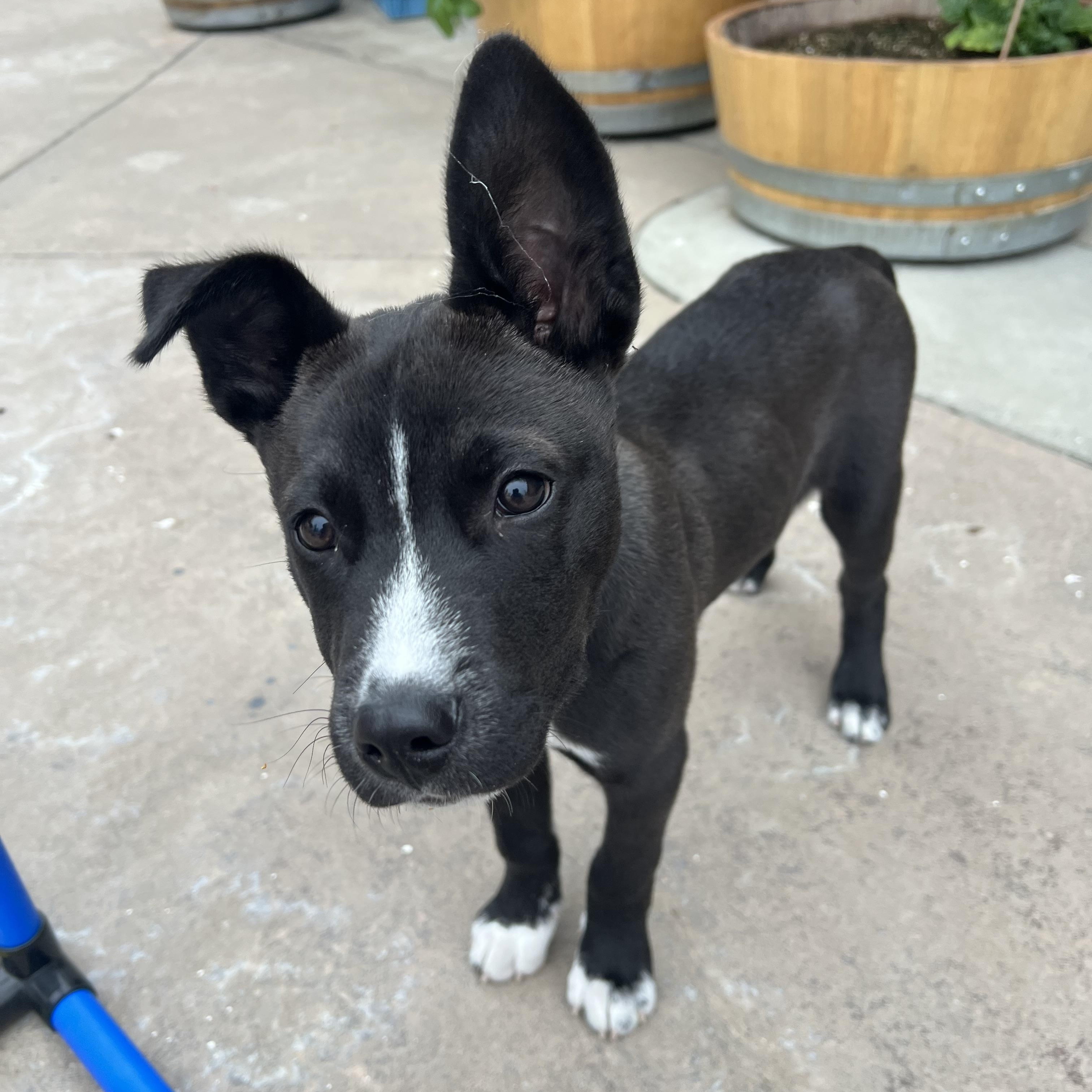 Enlarge Tito, an adopted mixed breed in Rocklin, CA image 3/5