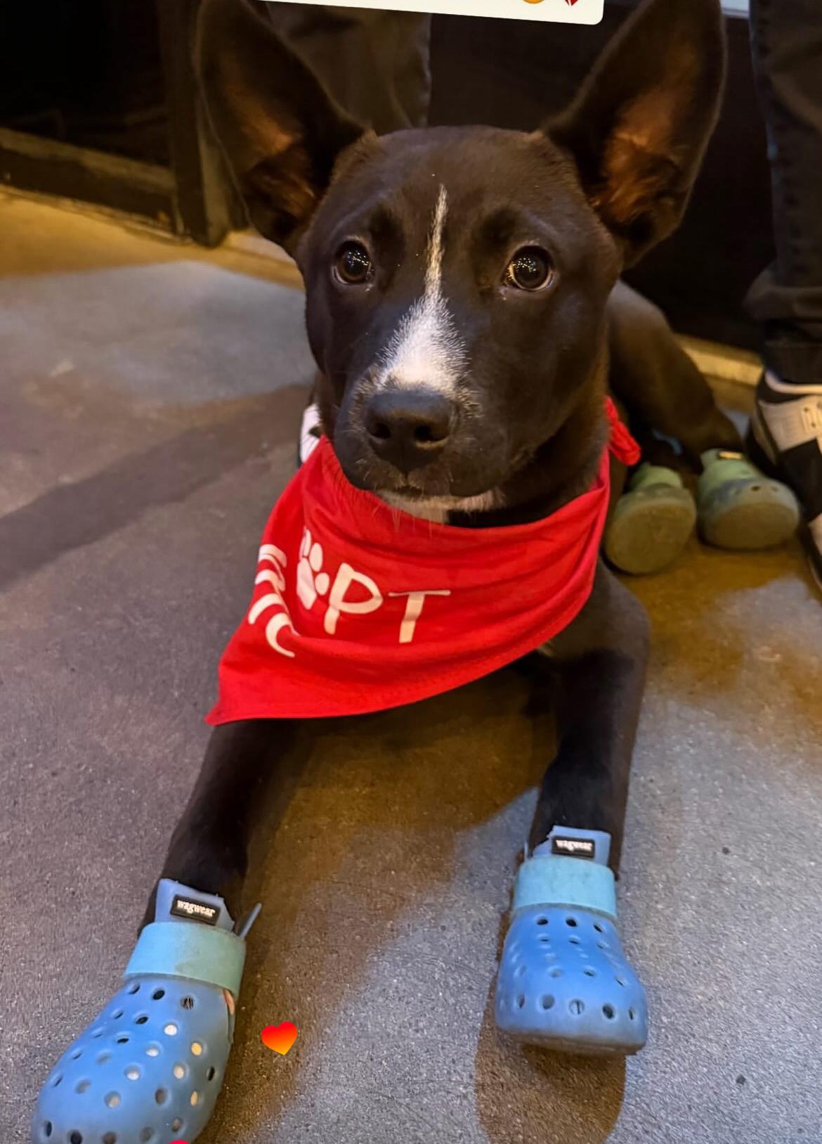 Tito, adopted, Puppy Male German Shepherd Dog.