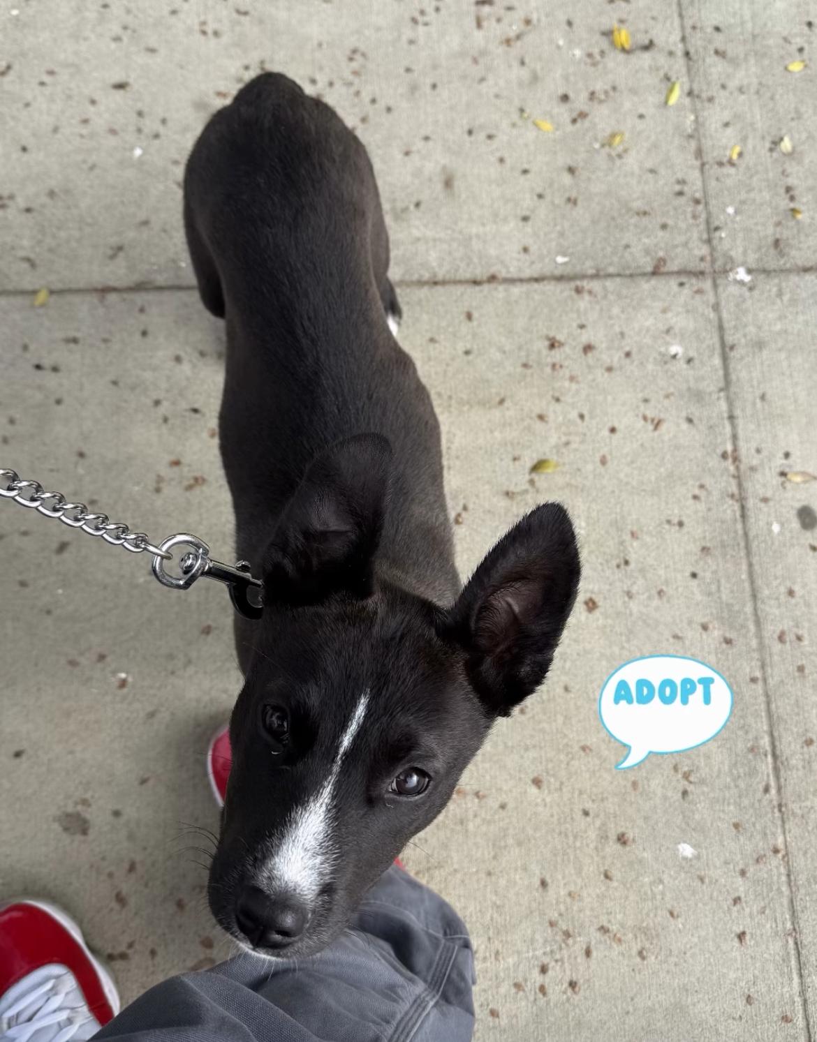 Enlarge Tito, an adopted mixed breed in Rocklin, CA image 5/5