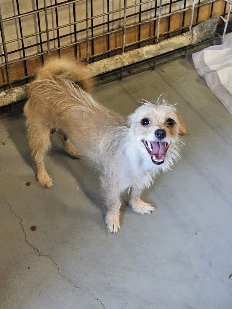 Enlarge Demi, a Adoptable Terrier in Herriman, UT image 1/1