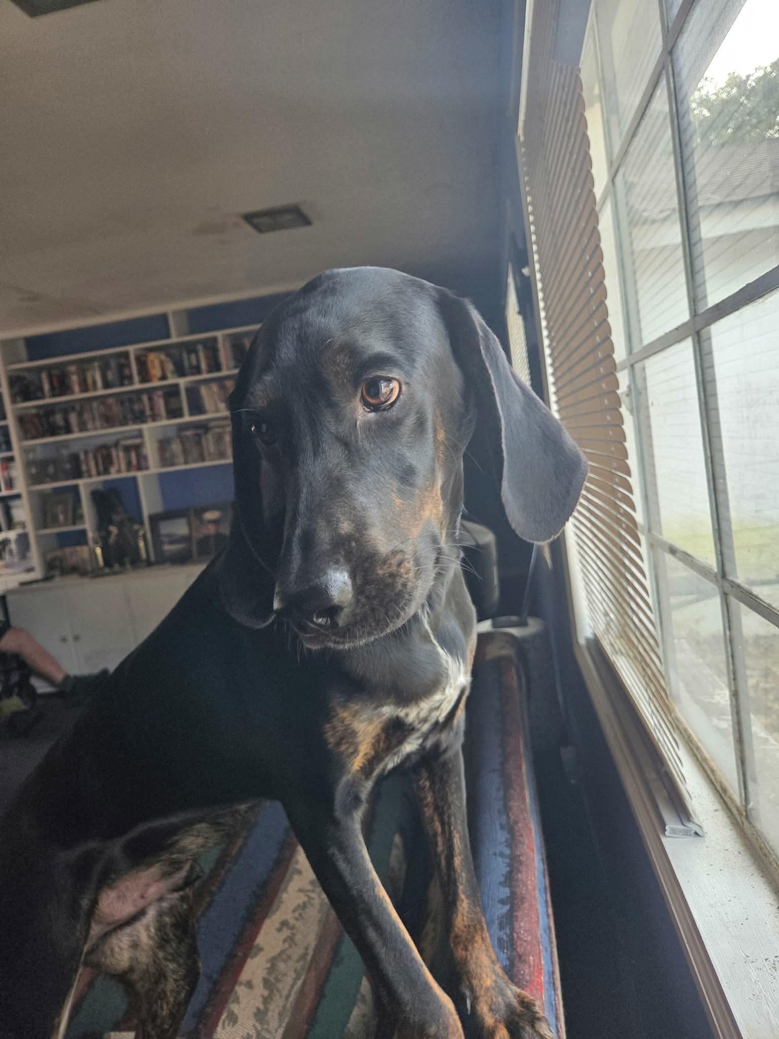 Enlarge Duke, an adoptable mixed breed in Mobile, AL image 1/5