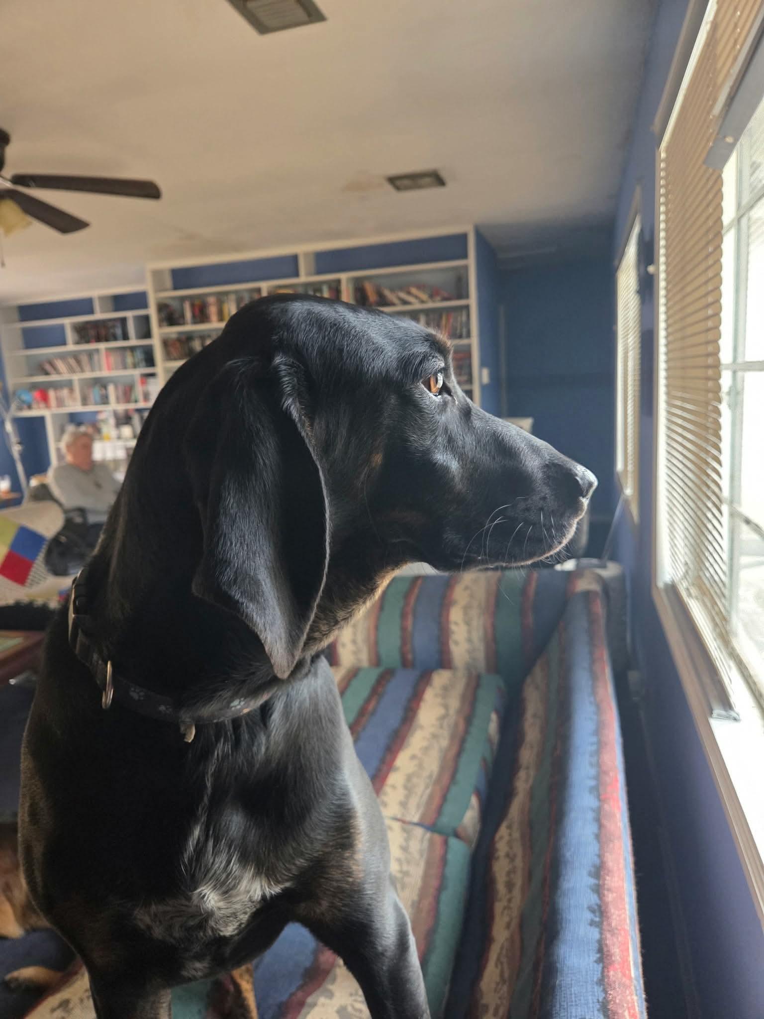 Enlarge Duke, an adoptable mixed breed in Mobile, AL image 3/5