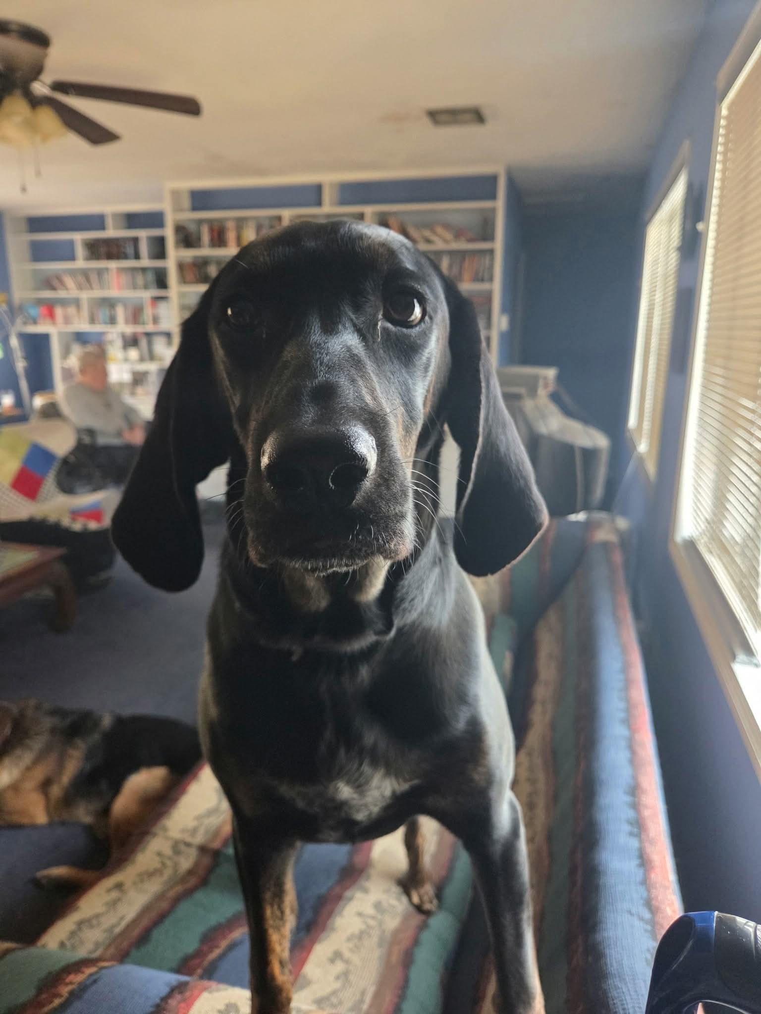 Enlarge Duke, an adoptable mixed breed in Mobile, AL image 4/5