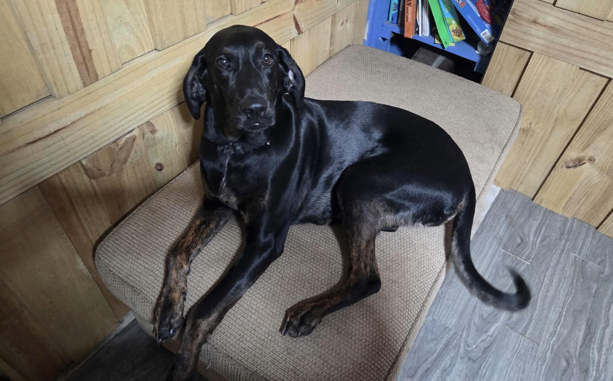 Enlarge Duke, an adoptable mixed breed in Mobile, AL image 2/5