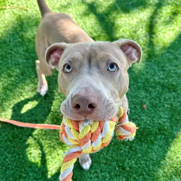 Luca, Adoptable, Adult Male American Staffordshire Terrier.