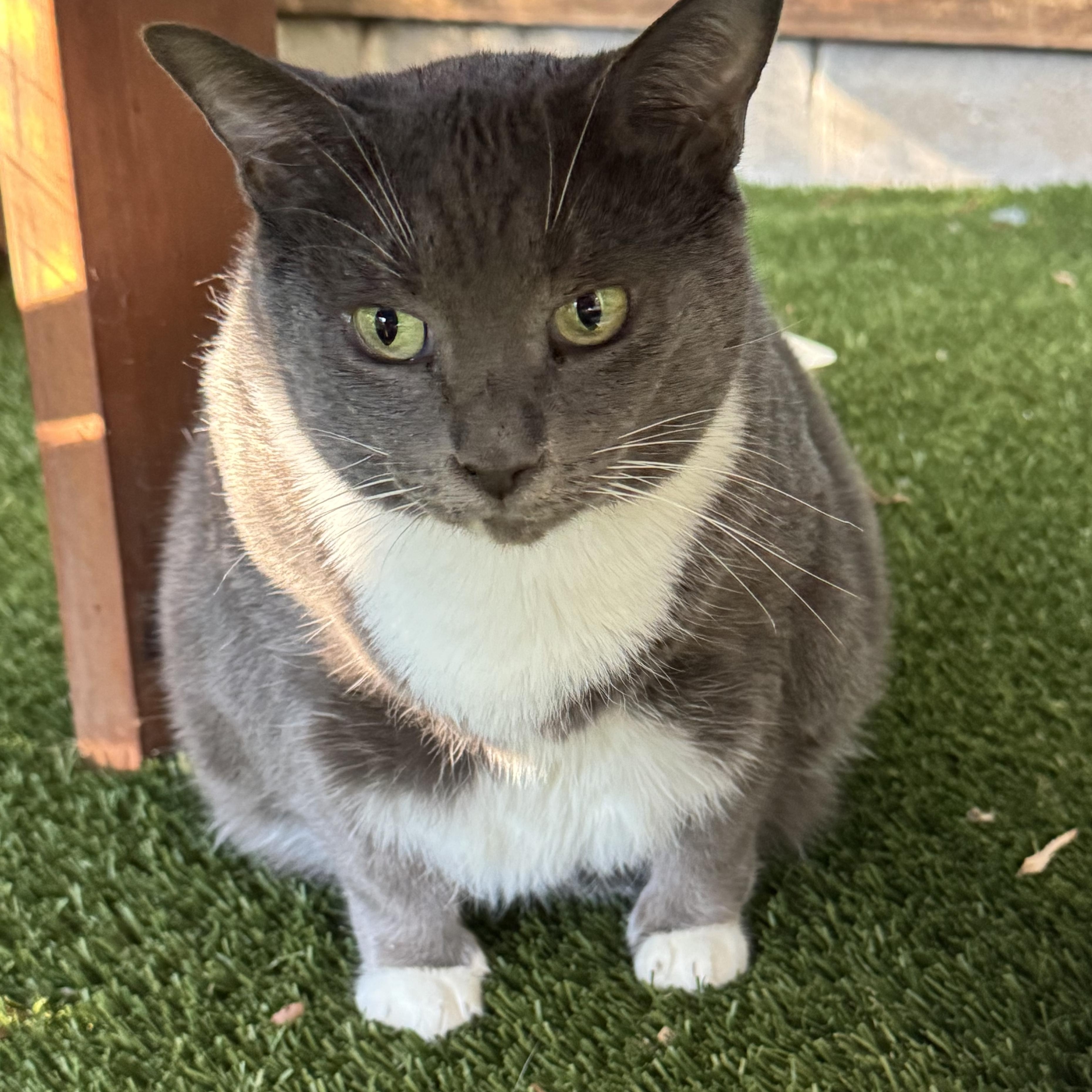 Enlarge Korpiklaani - Athens, GA, a Adoptable Domestic Short Hair in Athens, GA image 6/6