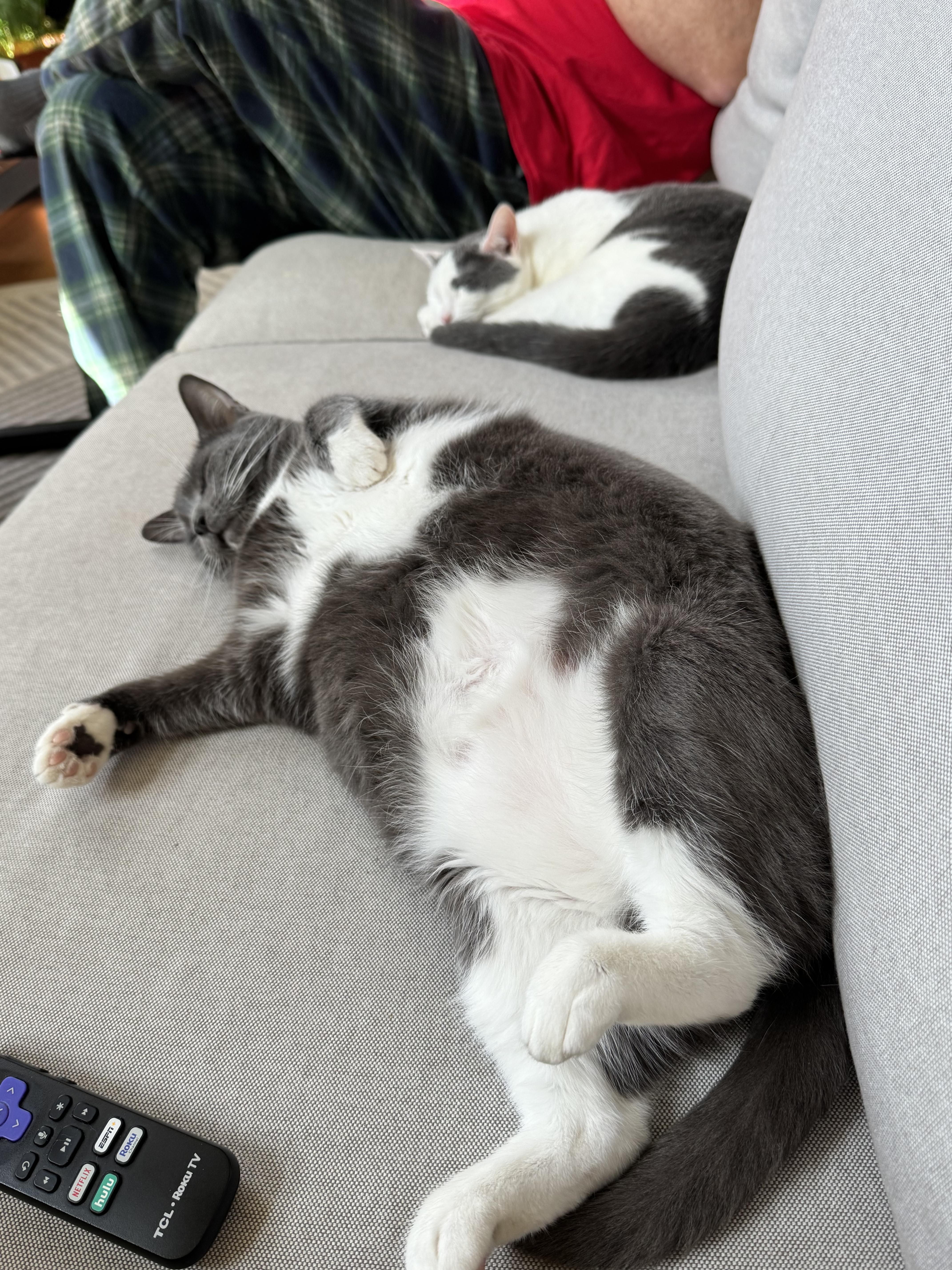 Korpiklaani - Athens, GA, a Adoptable Domestic Short Hair in Athens, GA image 4/8