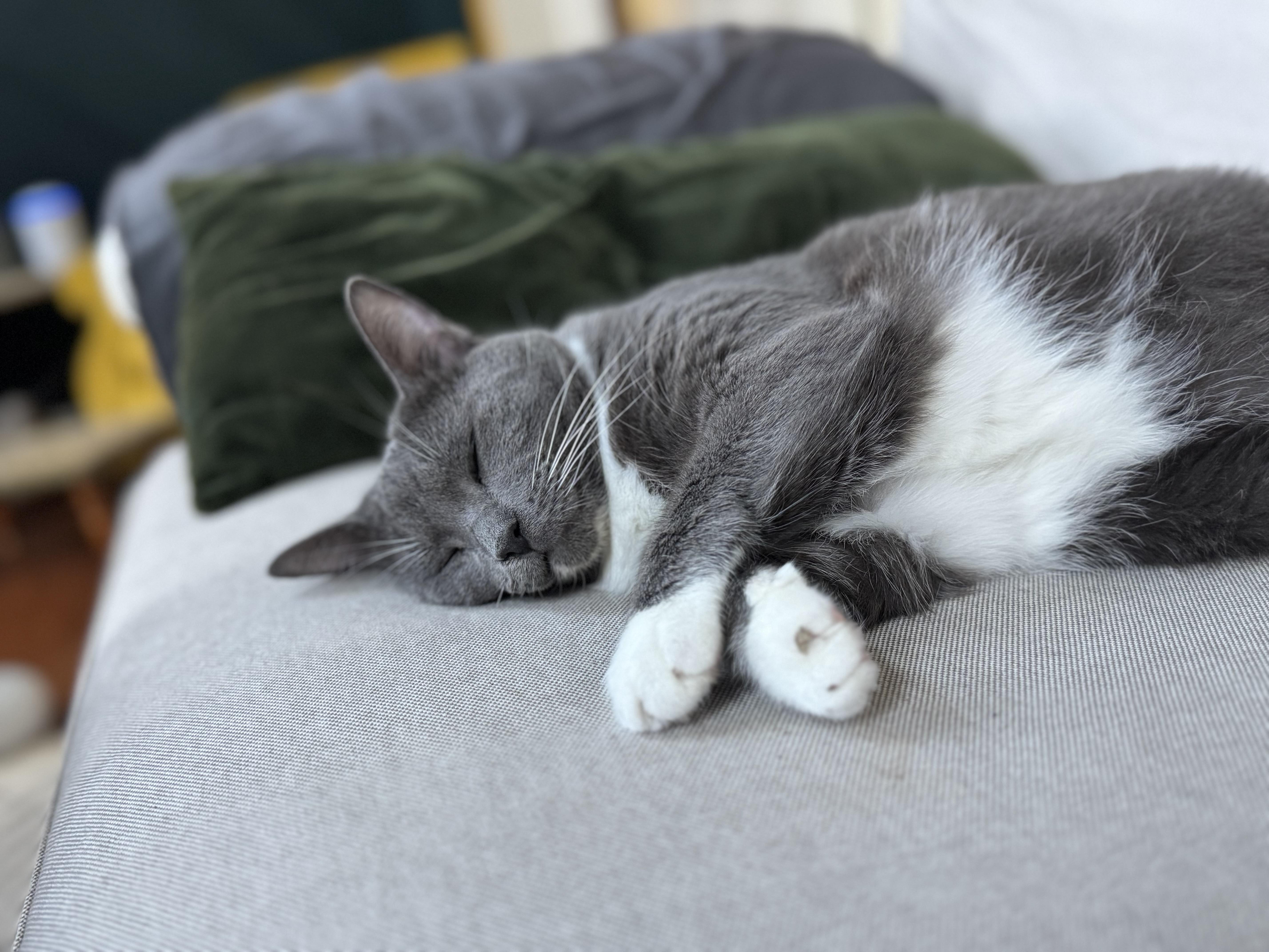 Korpiklaani - Athens, GA, a Adoptable Domestic Short Hair in Athens, GA image 5/8