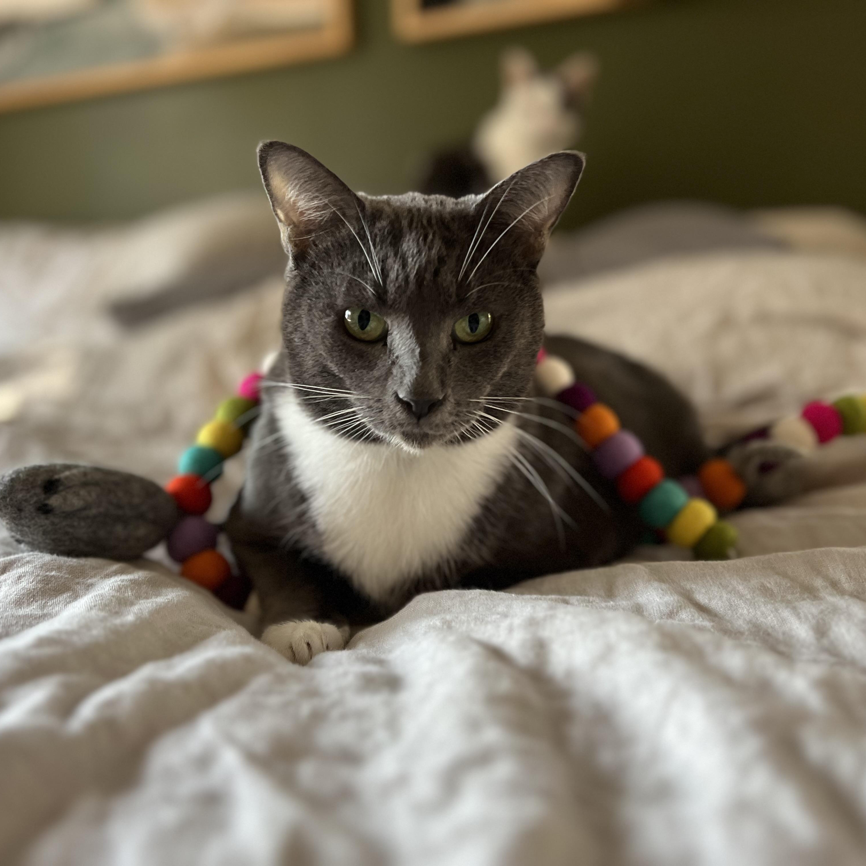 Korpiklaani - Athens, GA, a Adoptable Domestic Short Hair in Athens, GA image 2/8