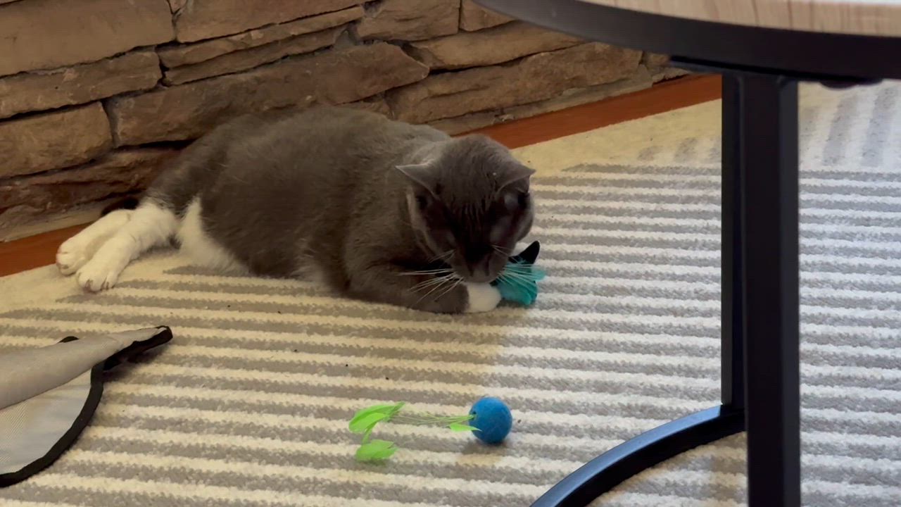 Enlarge Korpiklaani - Athens, GA, a Adoptable Domestic Short Hair in Athens, GA video 3/8