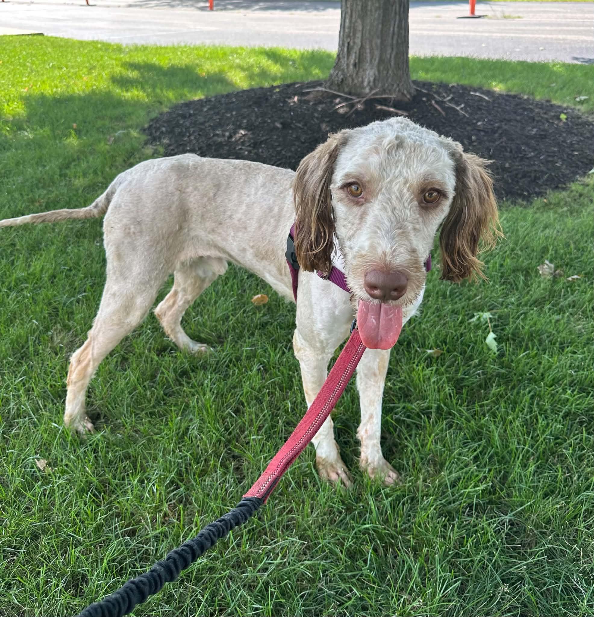 Enlarge Zymer - Foster Home Needed, a ADOPTABLE mixed breed in Hartland, WI image 4/6