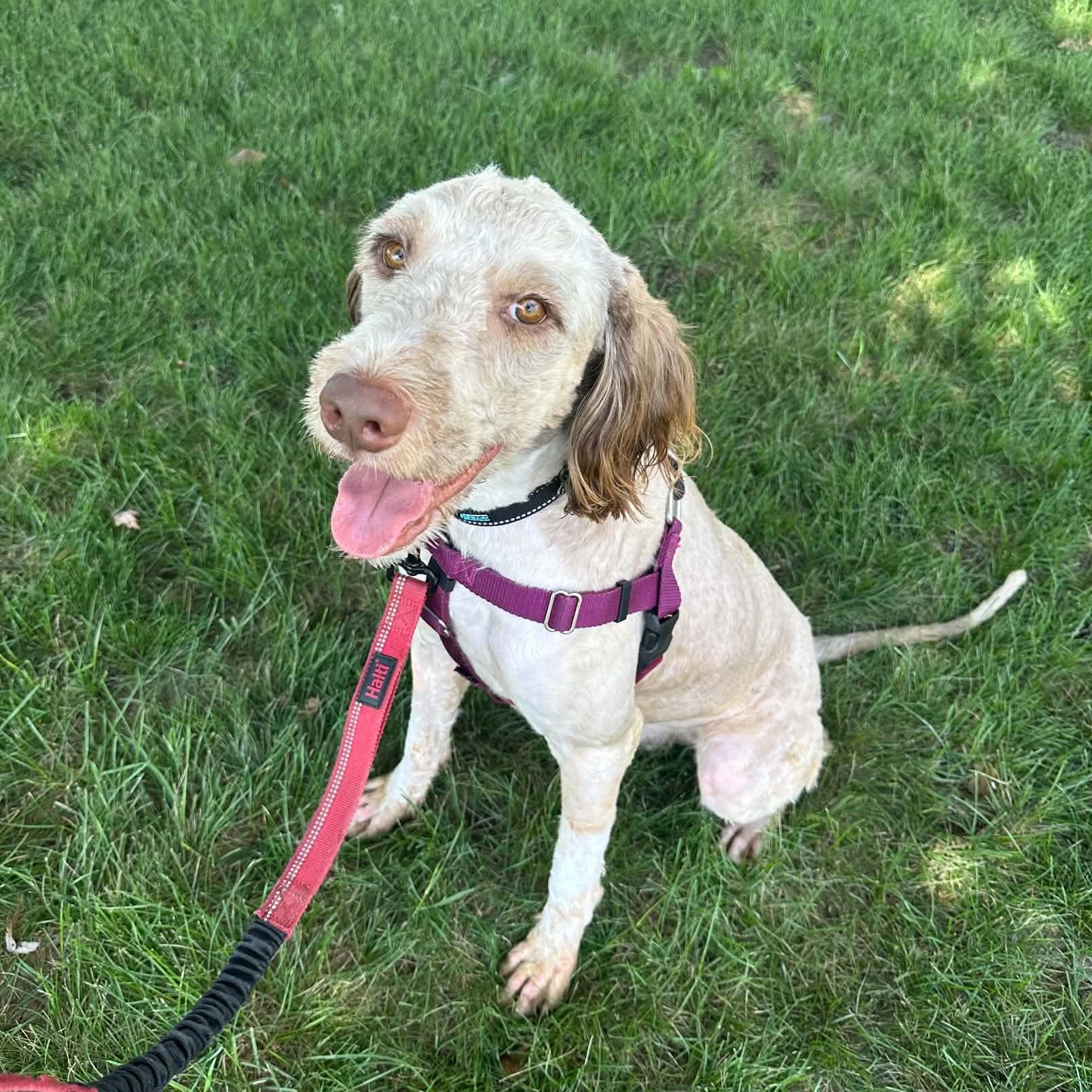 Enlarge Zymer - Foster Home Needed, a ADOPTABLE mixed breed in Hartland, WI image 2/6