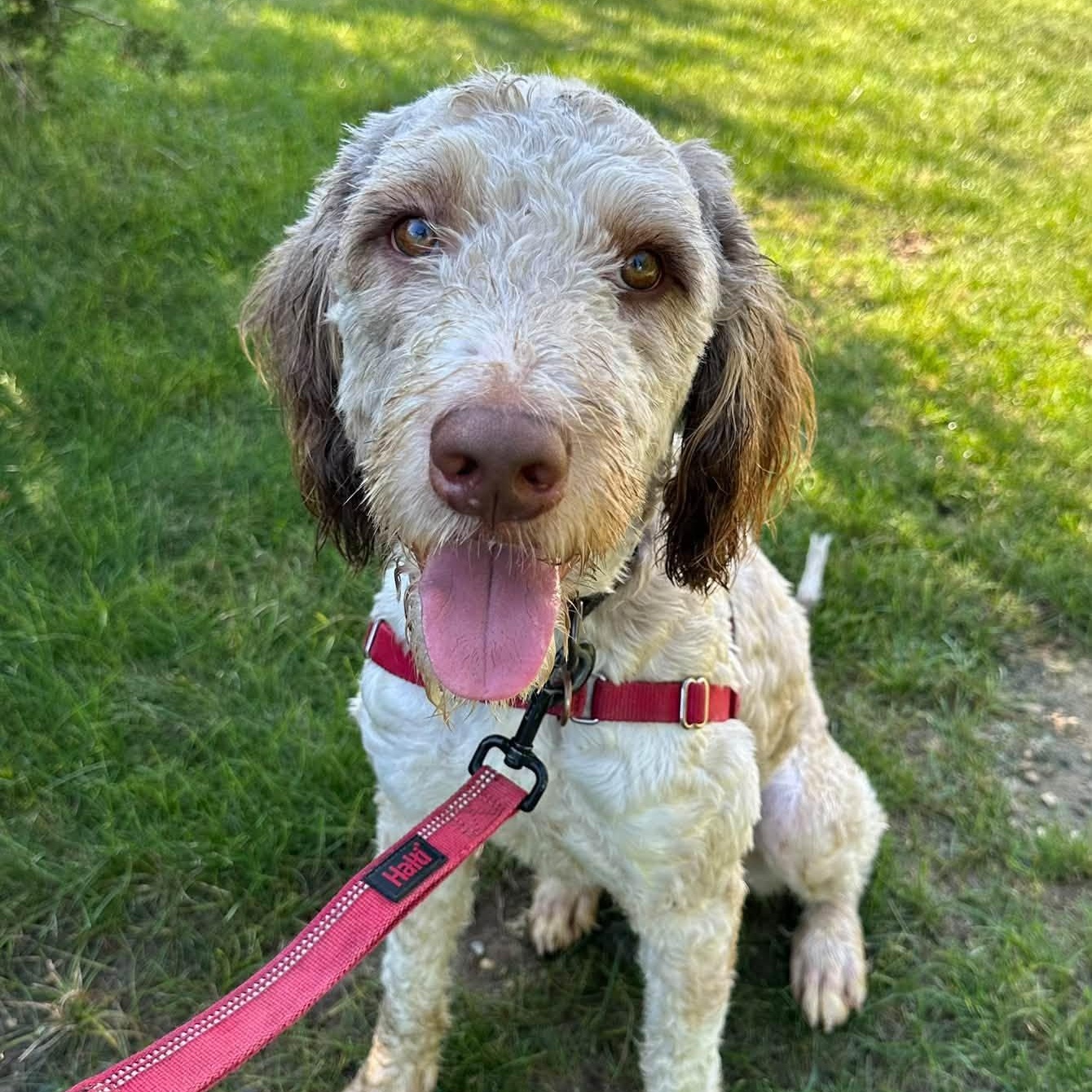 Zymer - Foster Home Needed, Adoptable, Young Male Poodle.