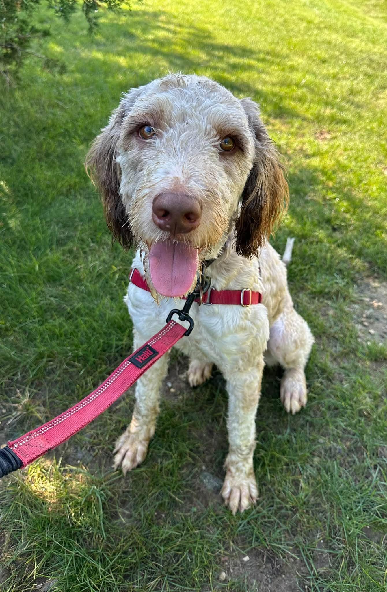 Enlarge Zymer - Foster Home Needed, a ADOPTABLE mixed breed in Hartland, WI image 5/6